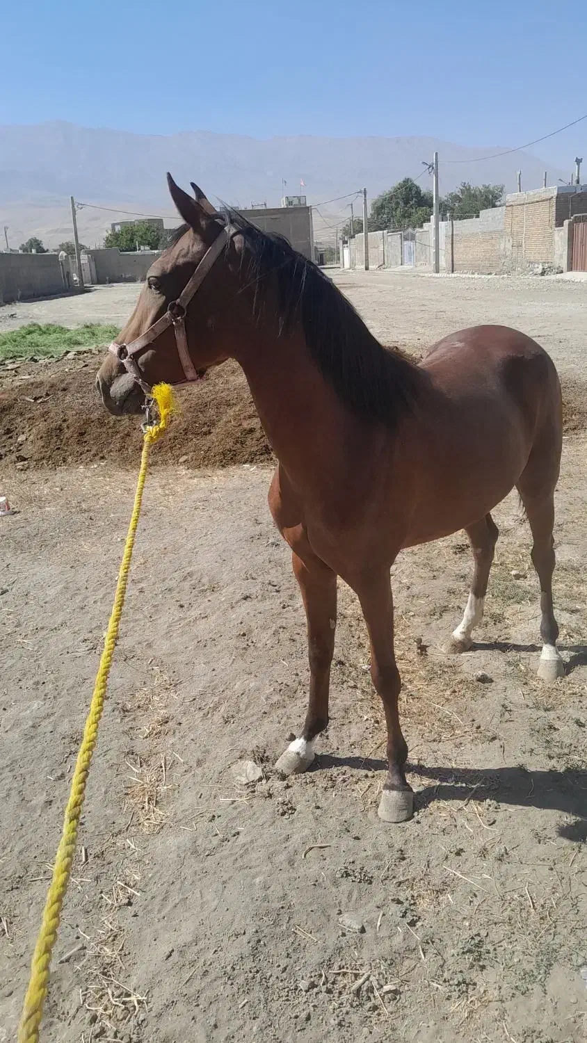 کره مادیان کرد|اسب و تجهیزات اسب‌سواری|نهاوند, |دیوار