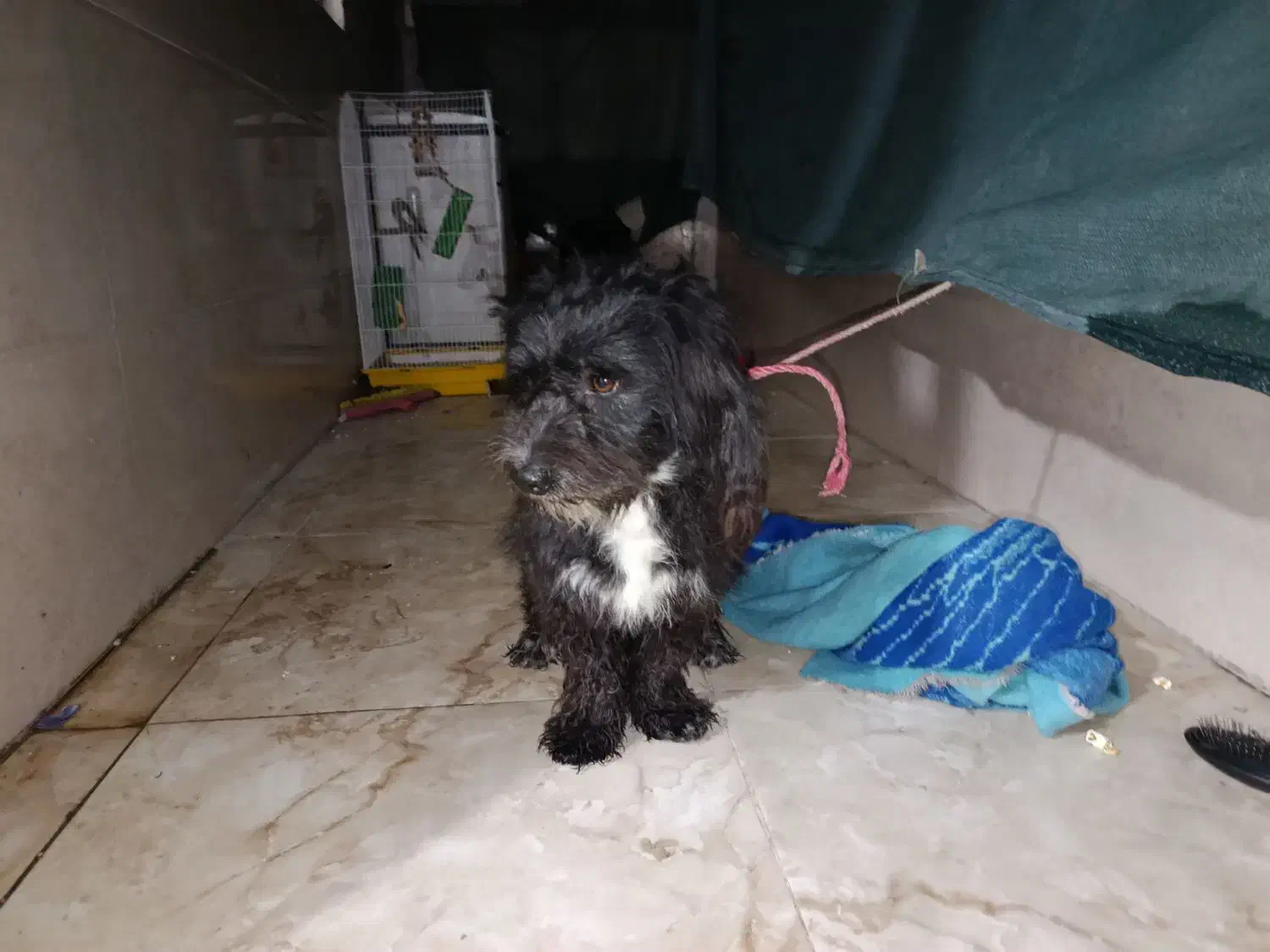 سگ پشمالو|سگ|اهواز, کوی علوی|دیوار