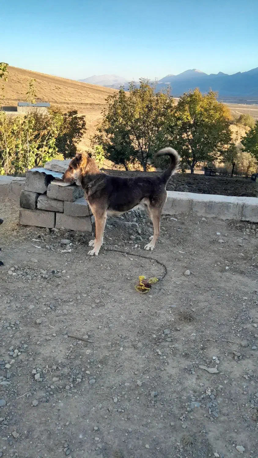 واگذار سگ سرابی|سگ|کرمانشاه, |دیوار