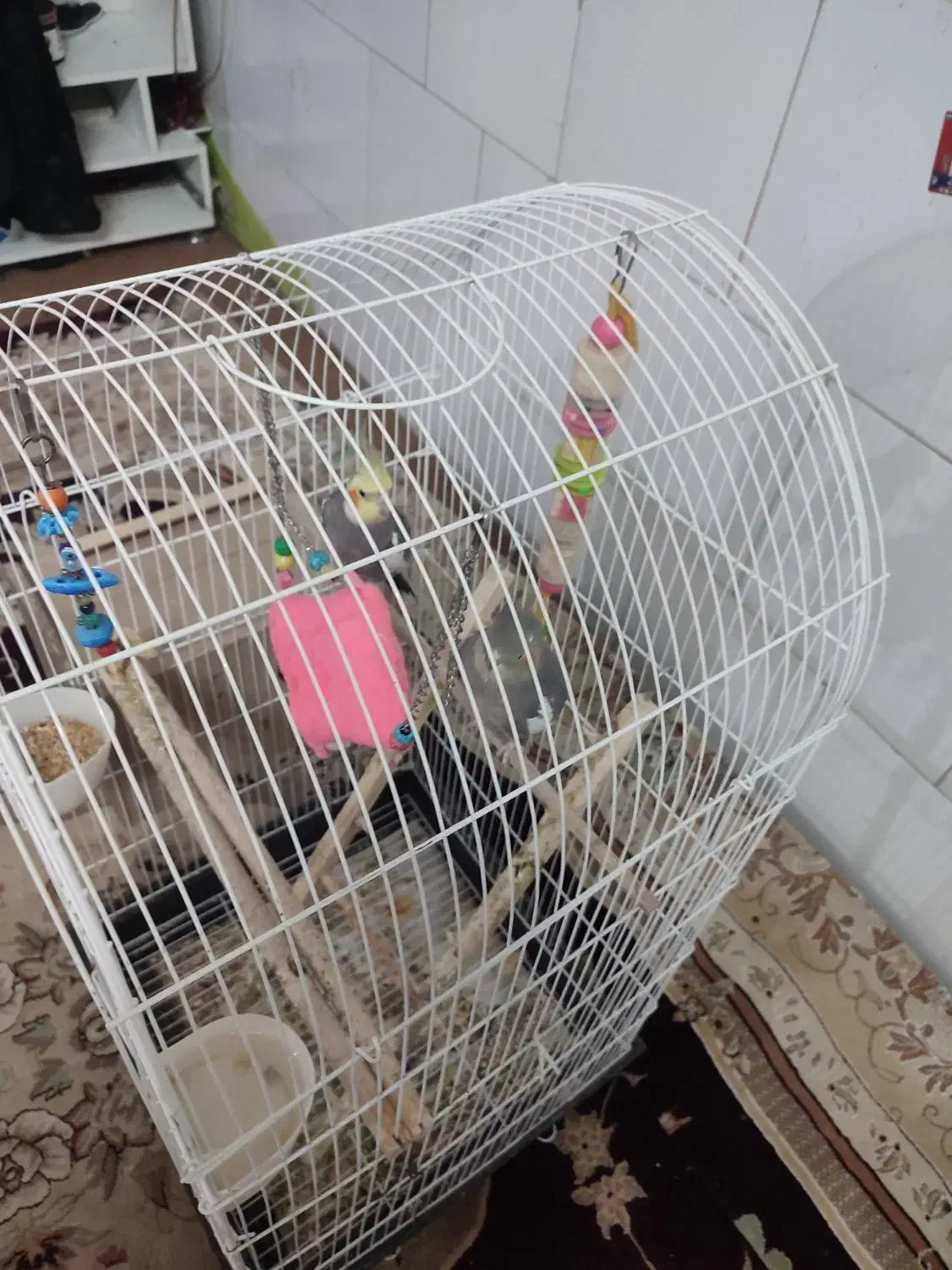 یک جفت عروس هلندی با قفس|پرنده|یزد, |دیوار