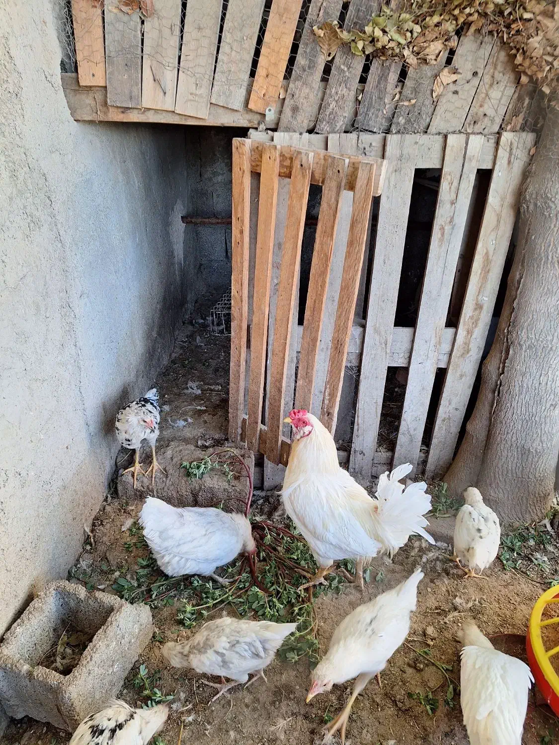 سلام تعدادی جوجه خروس گلین|حیوانات مزرعه|اسلام‌شهر, کاشانک|دیوار