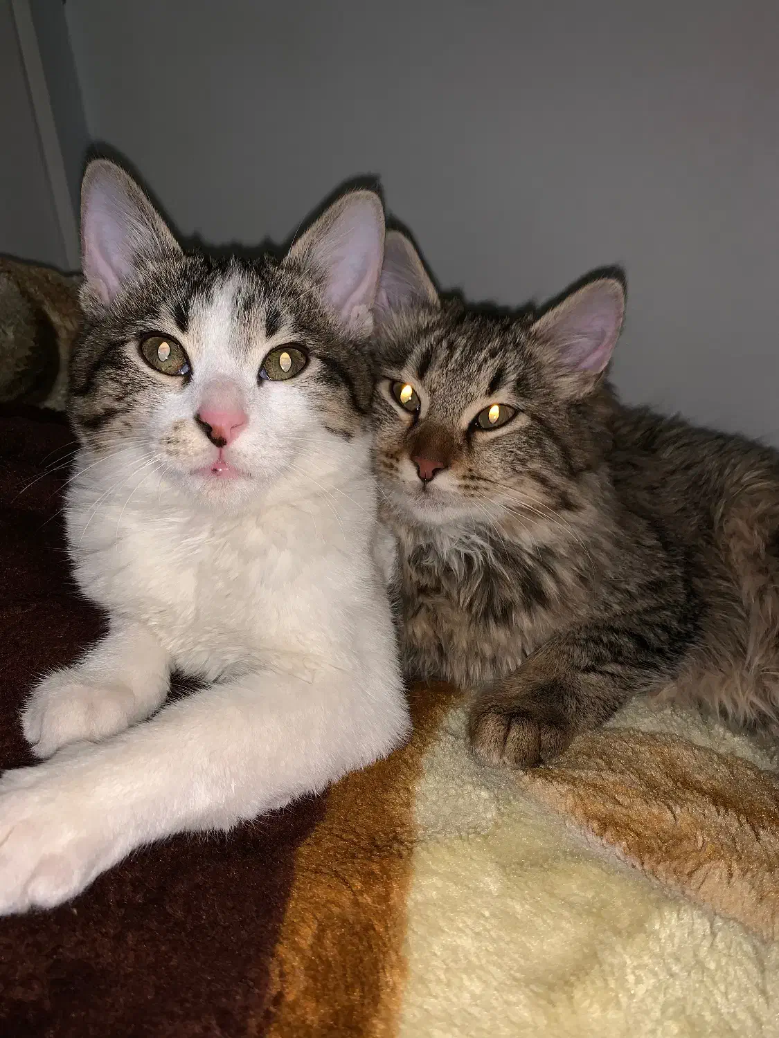 واگذار رایگان گربه|گربه|کرج, شهرک اوج|دیوار