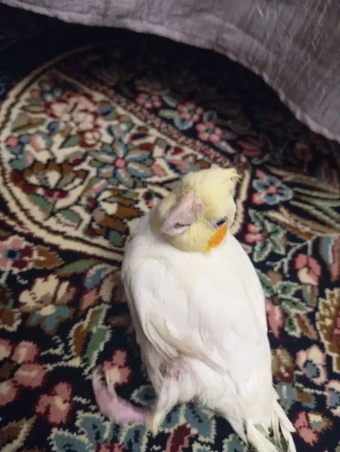 فروش عروس هلندی ماده|پرنده|رفسنجان, |دیوار