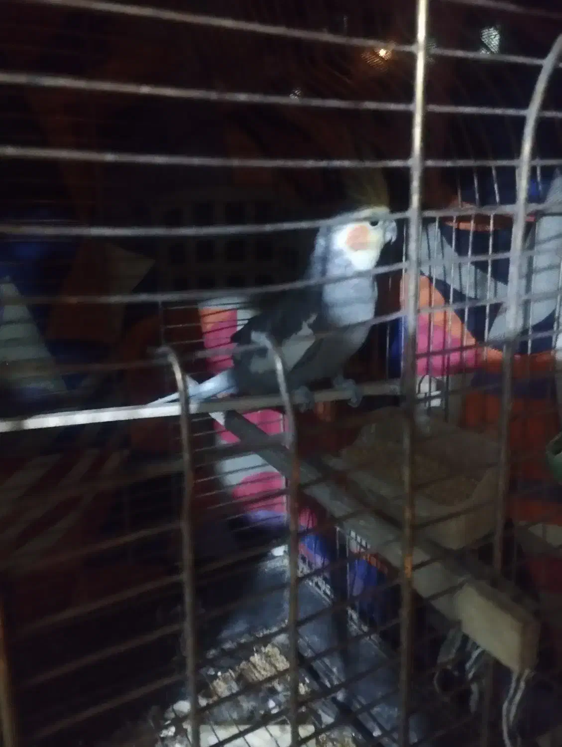 عروس هلندی دوعدد نر|پرنده|پاکدشت, پاکدشت (مامازند)|دیوار