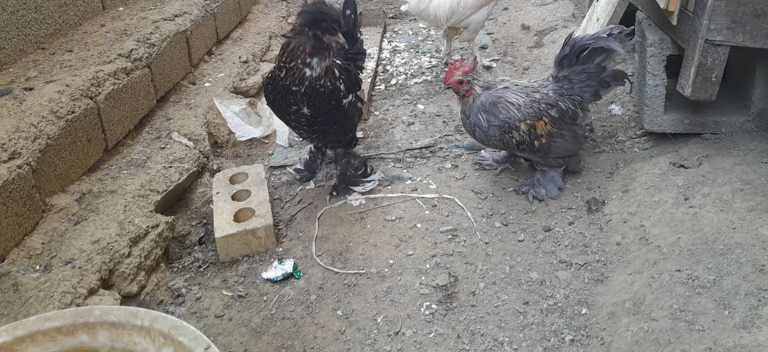 مرغ خروس تزئینی|حیوانات مزرعه|ننور, |دیوار