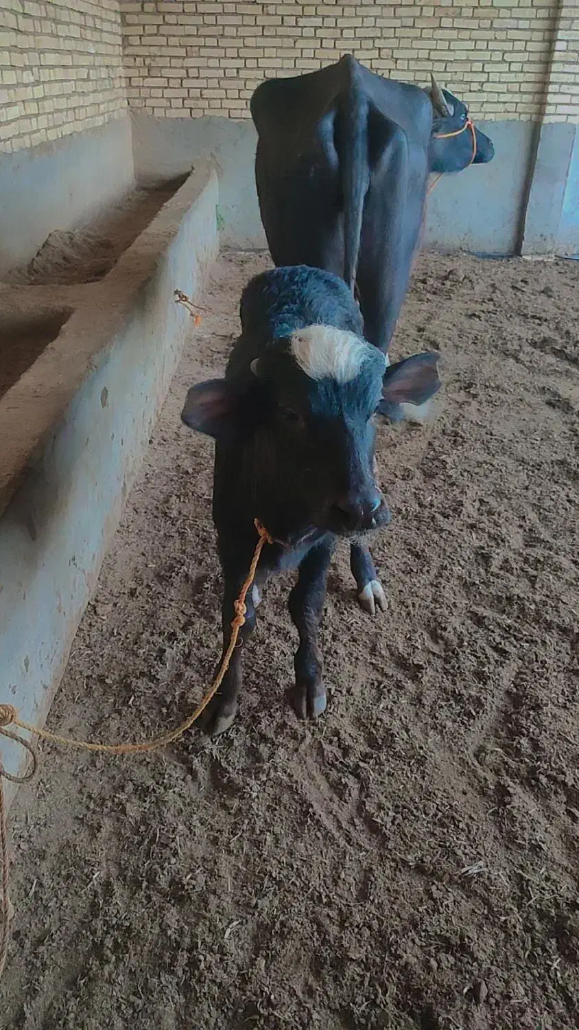 گامویش|حیوانات مزرعه|سوسنگرد, |دیوار