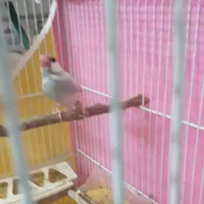 فروش فنچ نرگسی|پرنده|قوچان, |دیوار