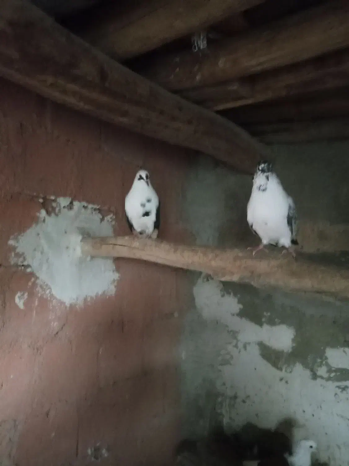 کبوتر زیبا و پرشی|پرنده|بوکان, |دیوار