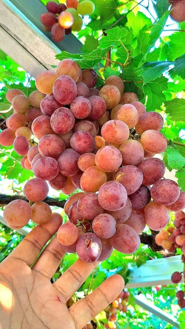 نـهال فروشـی کـریمـی|خدمات باغبانی و درختکاری|بیضا, |دیوار