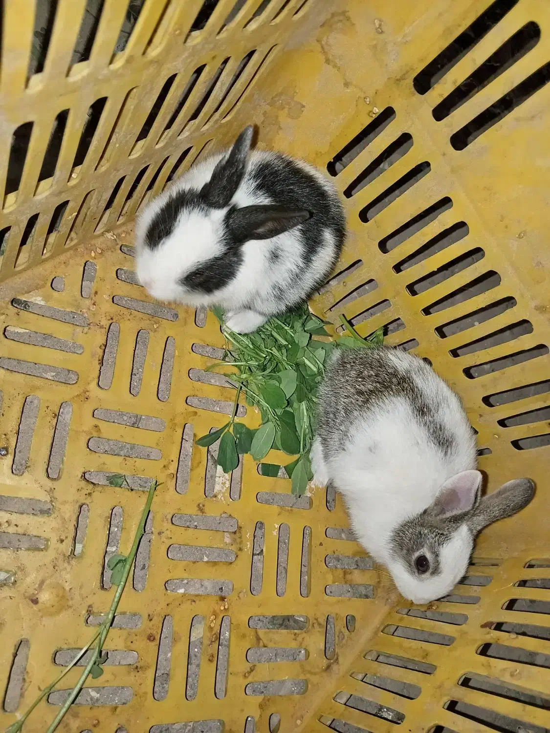 خرگوش|موش و خرگوش|جوین, |دیوار