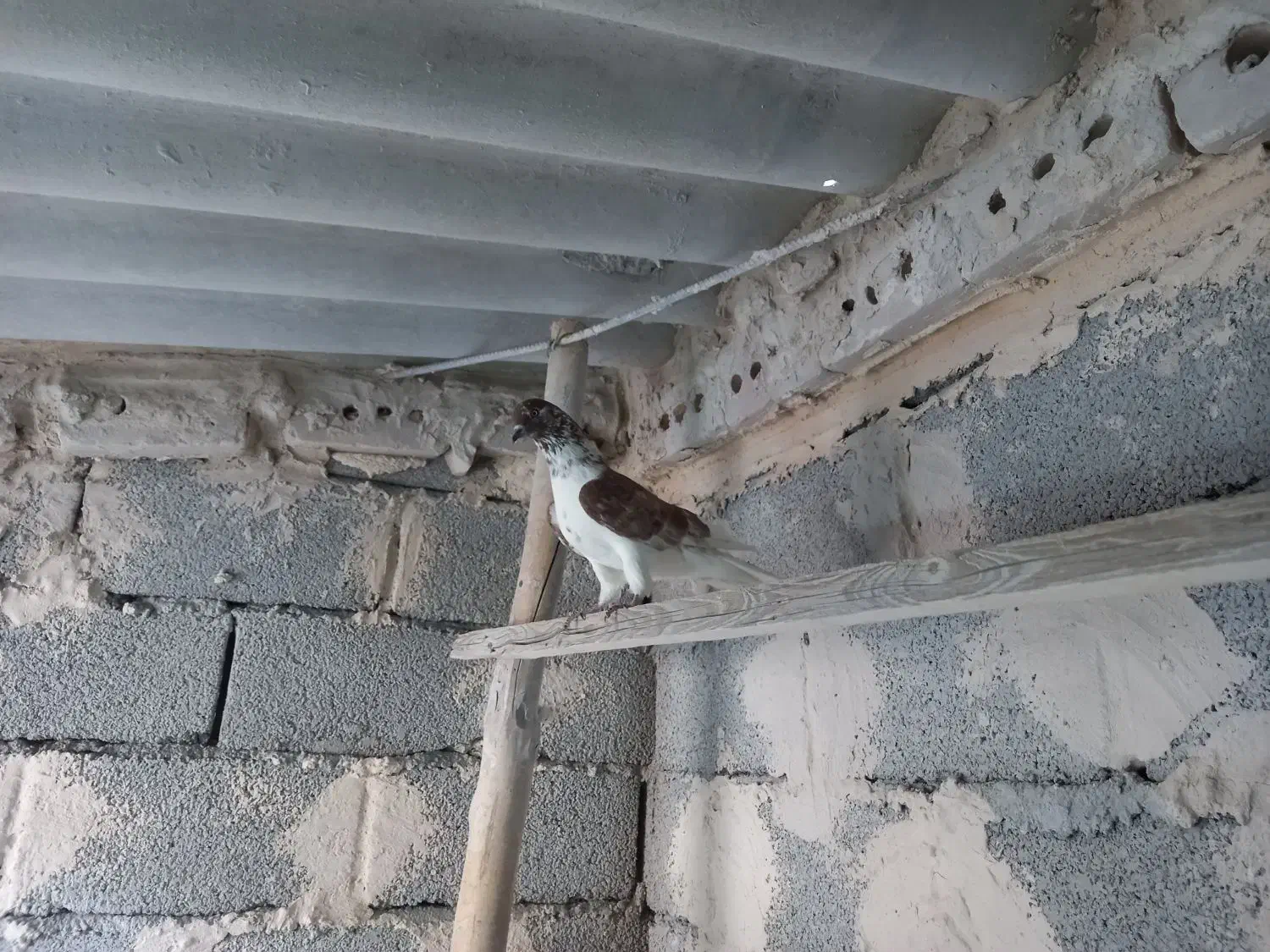 کبوتران پرشی|پرنده|خوی, |دیوار