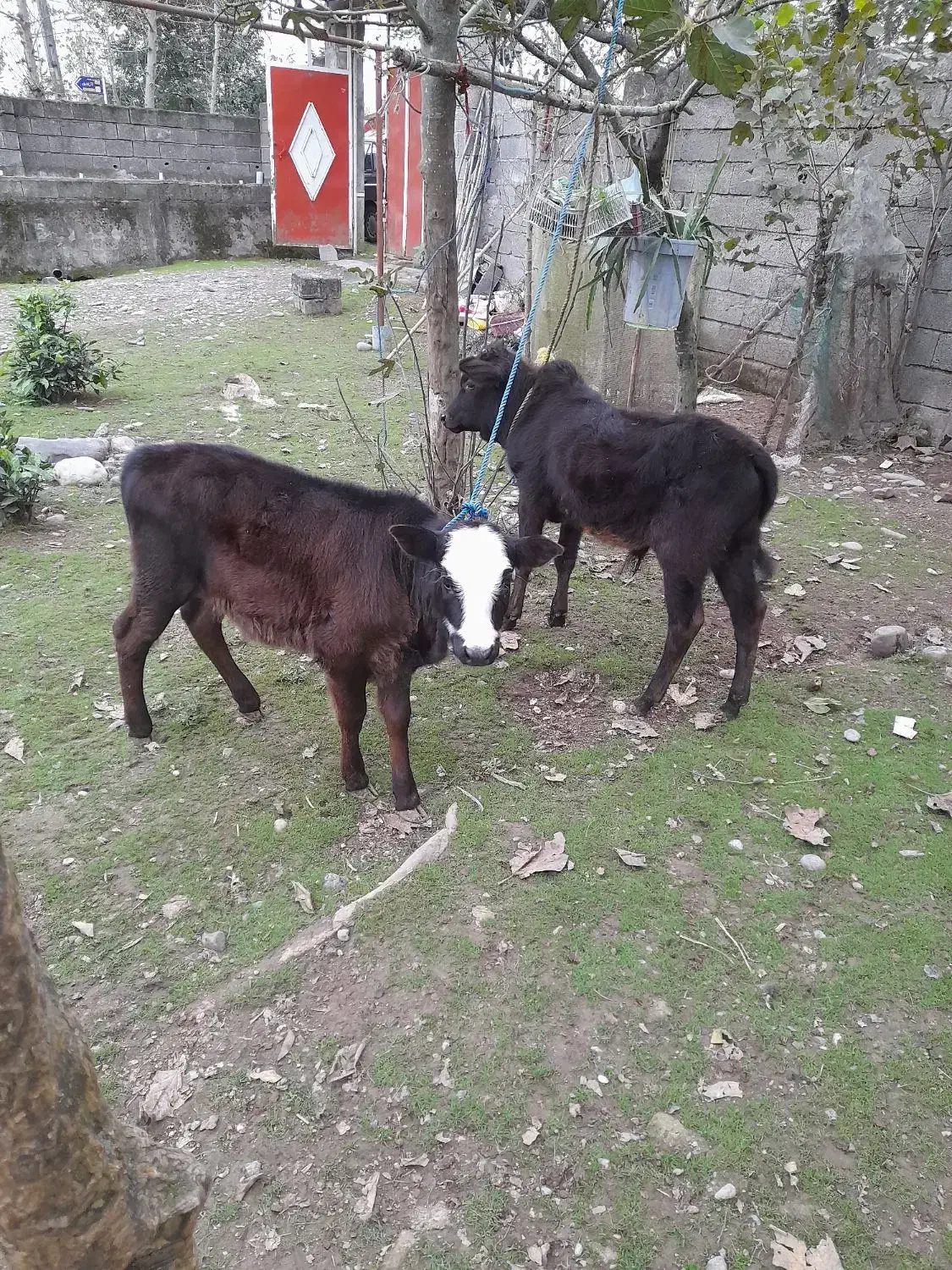 لیشه گاو گوساله ورزاخوشکل عروسک چالوسی|حیوانات مزرعه|سنگر, |دیوار