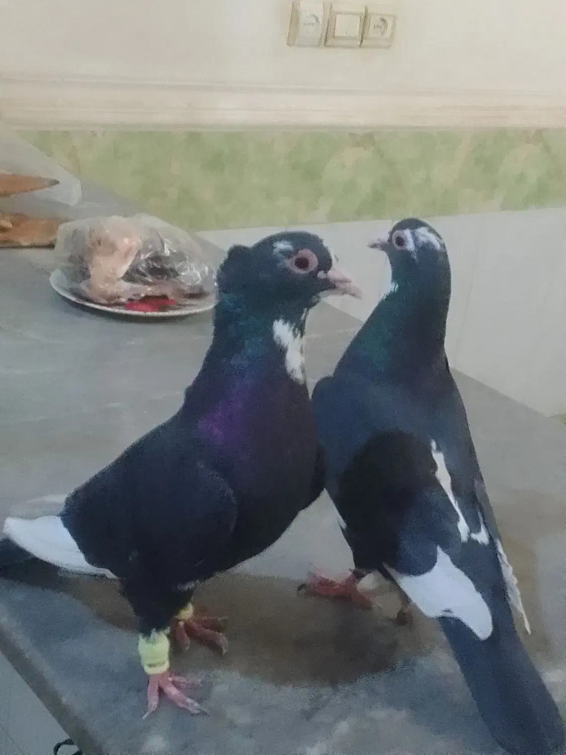 کبوتر|پرنده|هیرمند, |دیوار