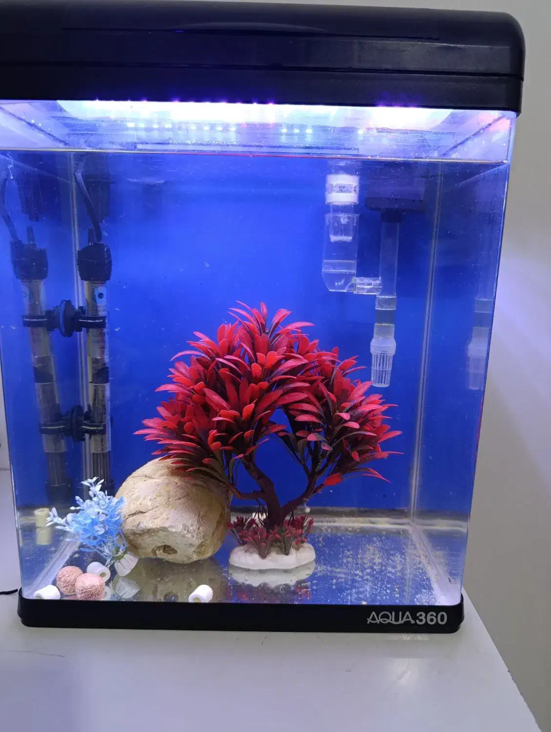 اکواریوم آکوا با تجهیزات|ماهی|شیراز, کوشک میدان|دیوار