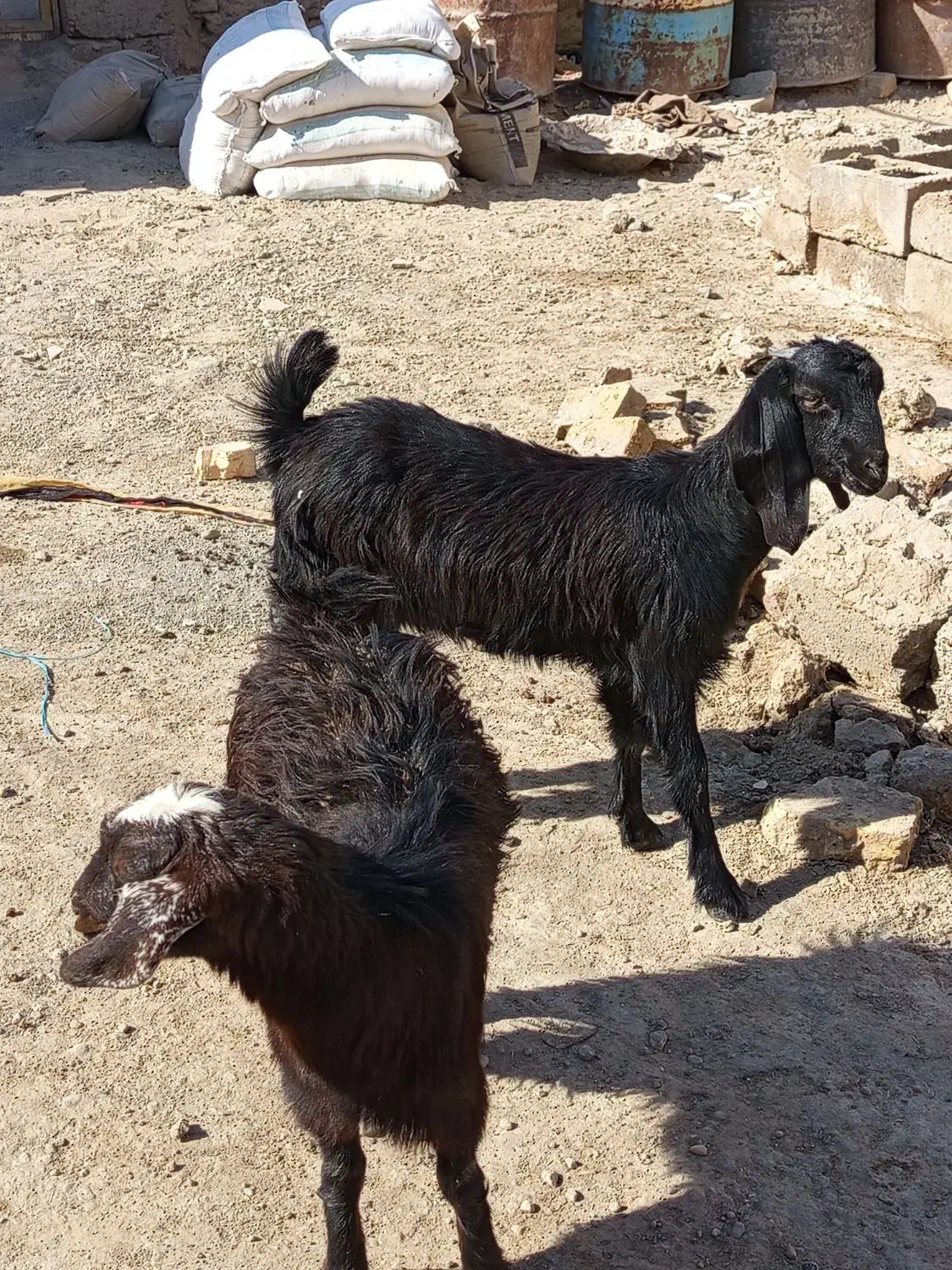 بره نروماده دوتا بز ماده کهره|حیوانات مزرعه|زاهدان, |دیوار