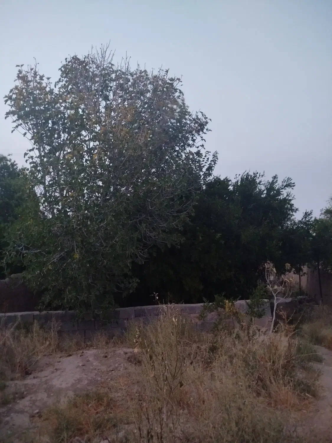 خانه باغ در جوپار|فروش خانه و ویلا|ماهان, |دیوار