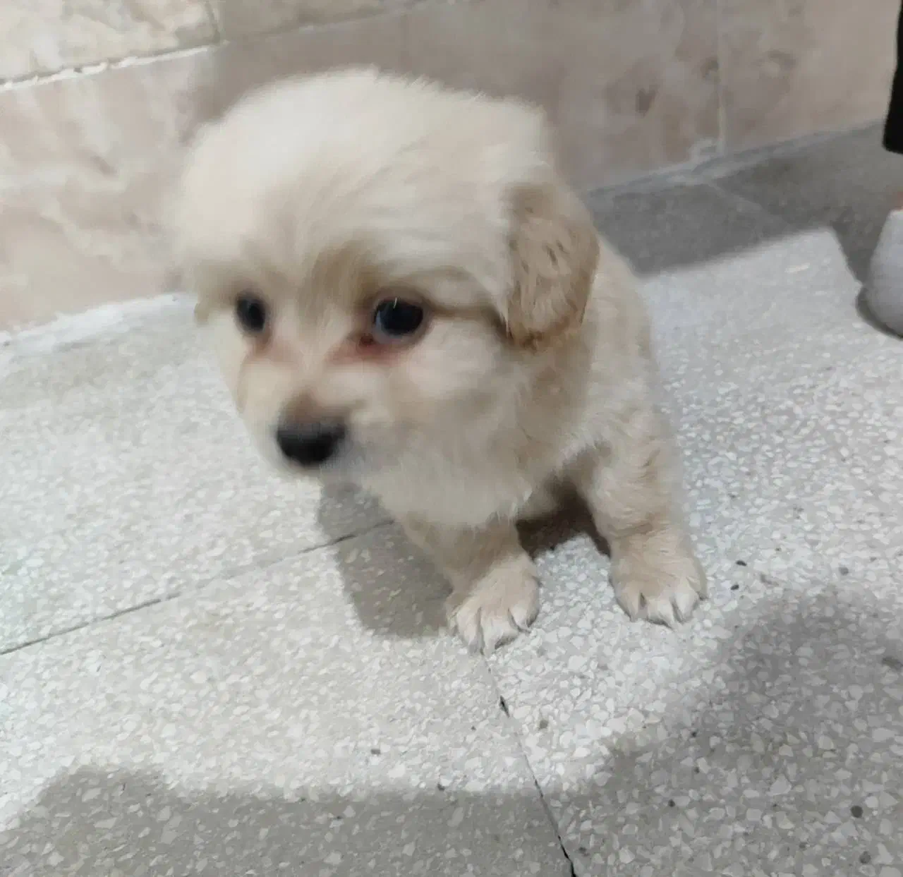 سگ مالتیپو نر|سگ|قم, امامزاده ابراهیم|دیوار