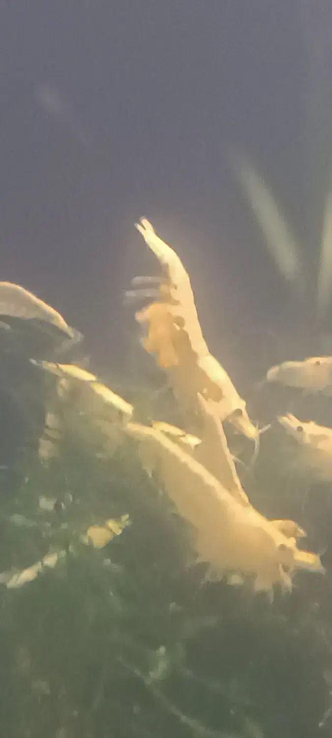 میگو آکواریوم|ماهی|کرمانشاه, |دیوار