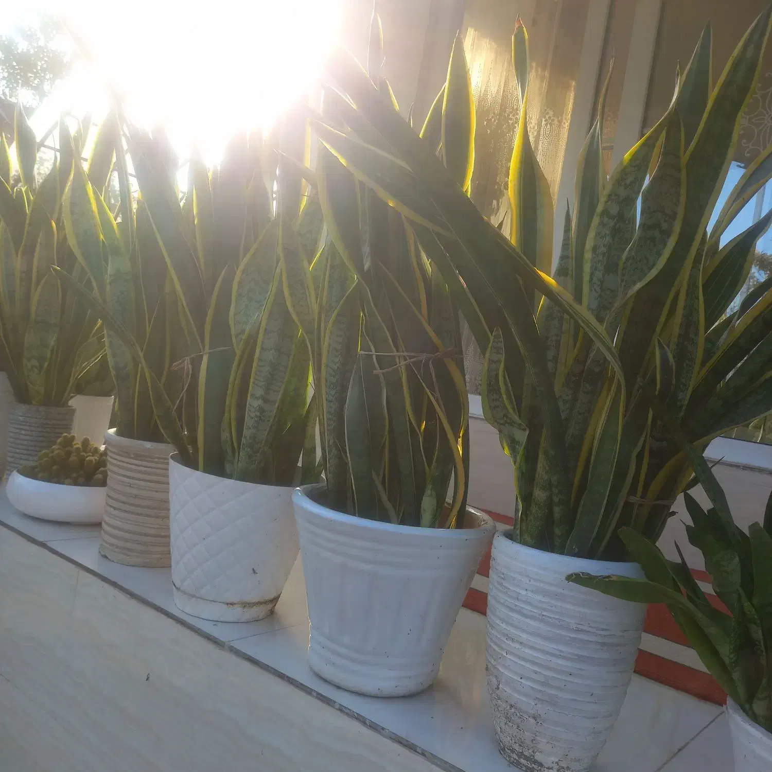 گل سانسوریای ابلق|گل و گیاه طبیعی|سنگر, |دیوار