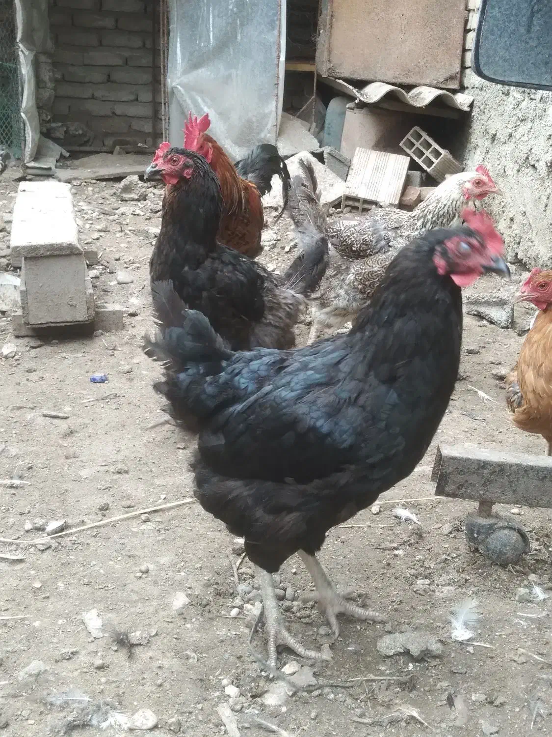 مرغ محلی|حیوانات مزرعه|نکا, |دیوار