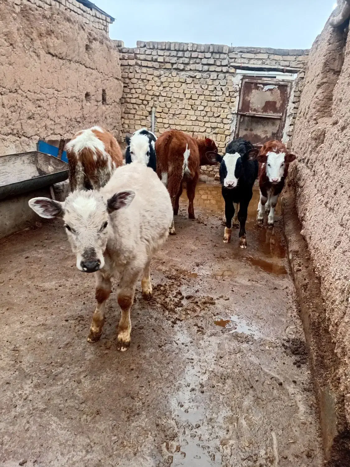 گوساله سیمنتال های لوکس|حیوانات مزرعه|رامند, |دیوار