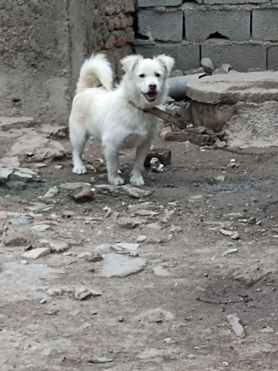 پاکوتاه واگذاری|سگ|نگین شهر, |دیوار