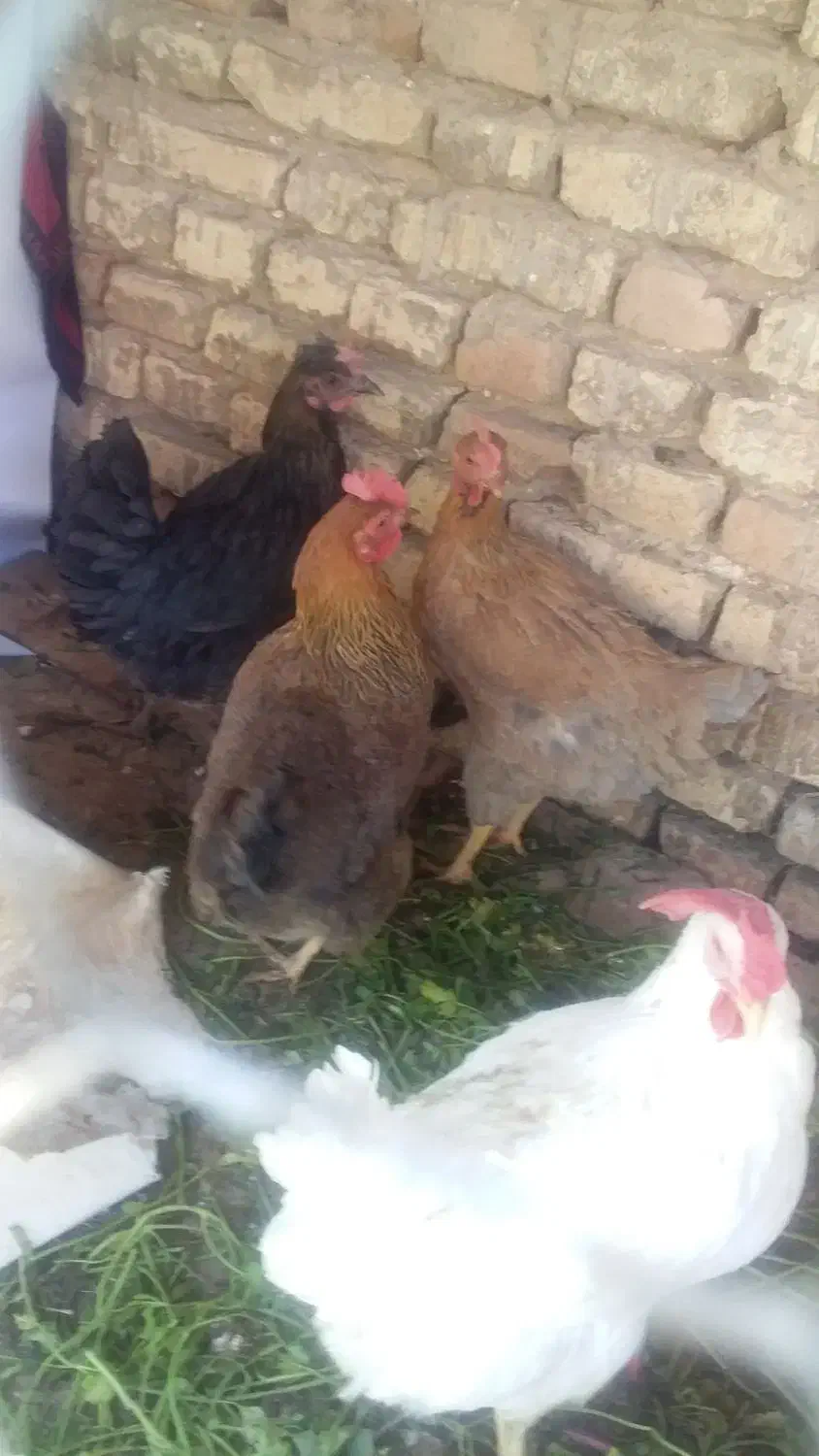 مرغ|حیوانات مزرعه|مبارکه, |دیوار