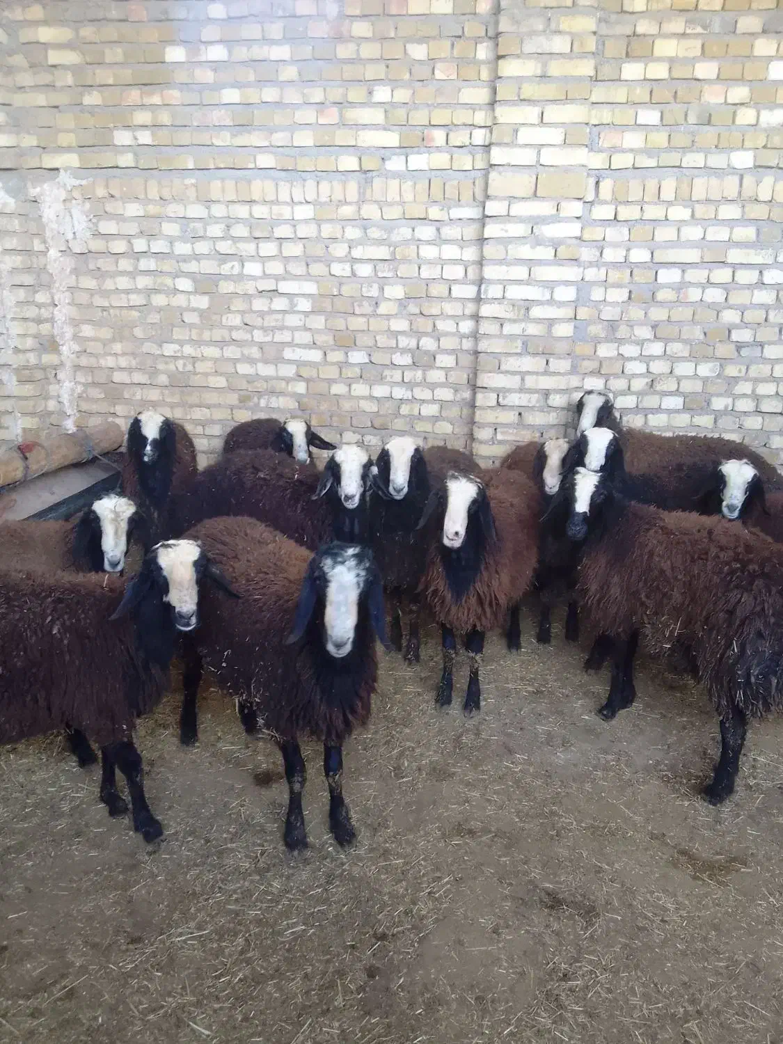 بره نر چاق|حیوانات مزرعه|کوهسار (البرز), |دیوار