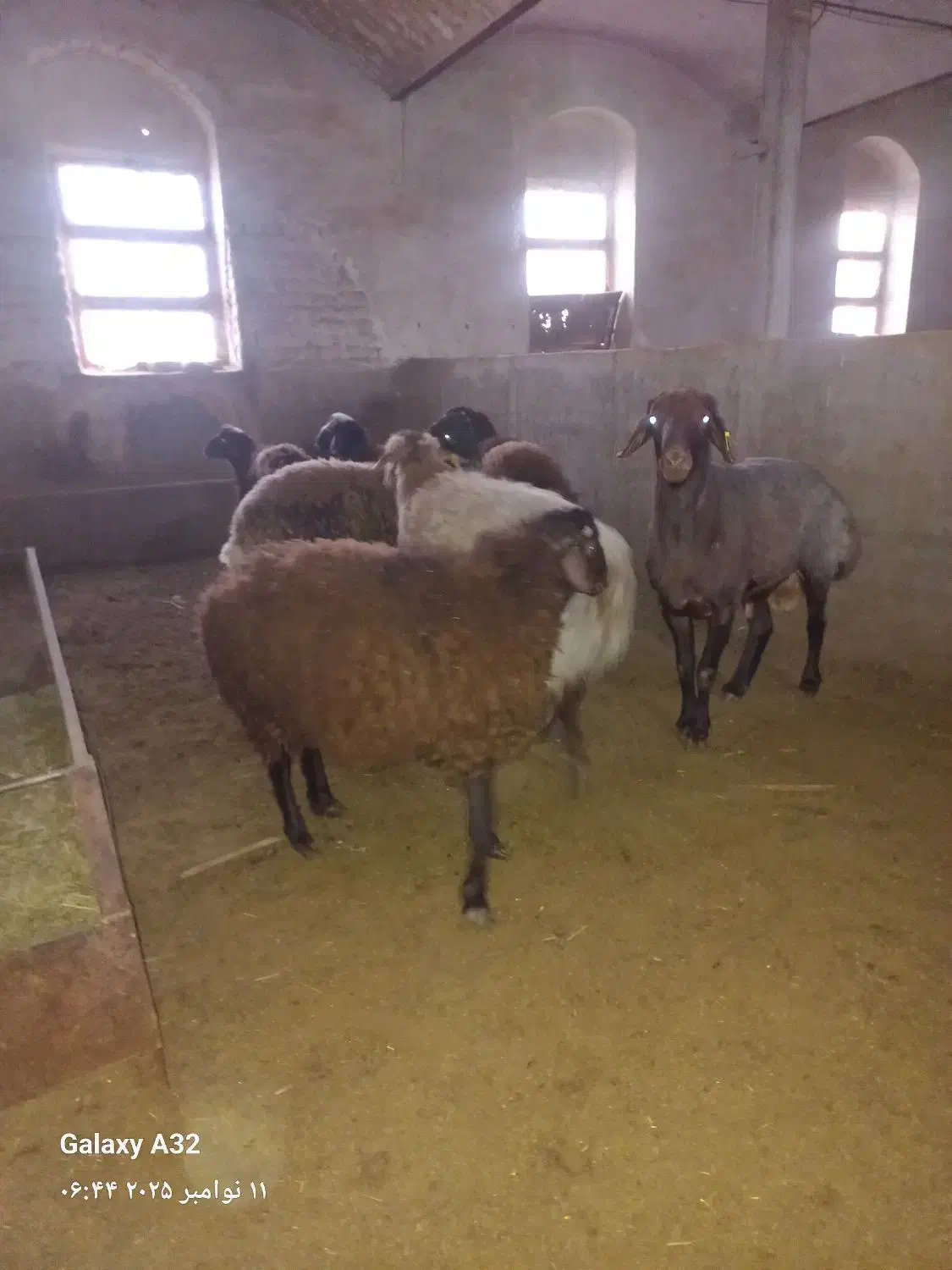 گوسفند هترو|حیوانات مزرعه|کاشان, شهرک صنعتی فتح المبین|دیوار