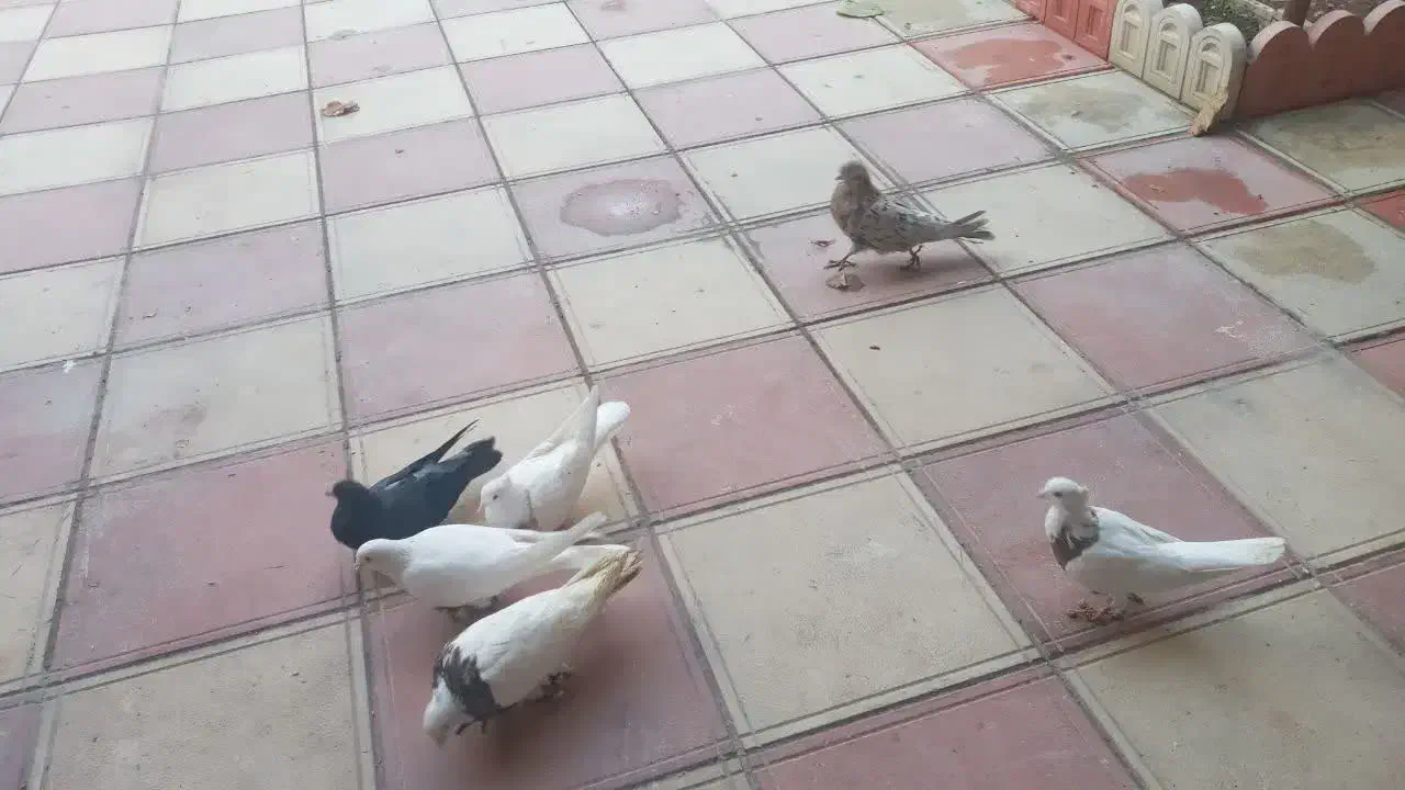 کبوتر|پرنده|قروه, |دیوار