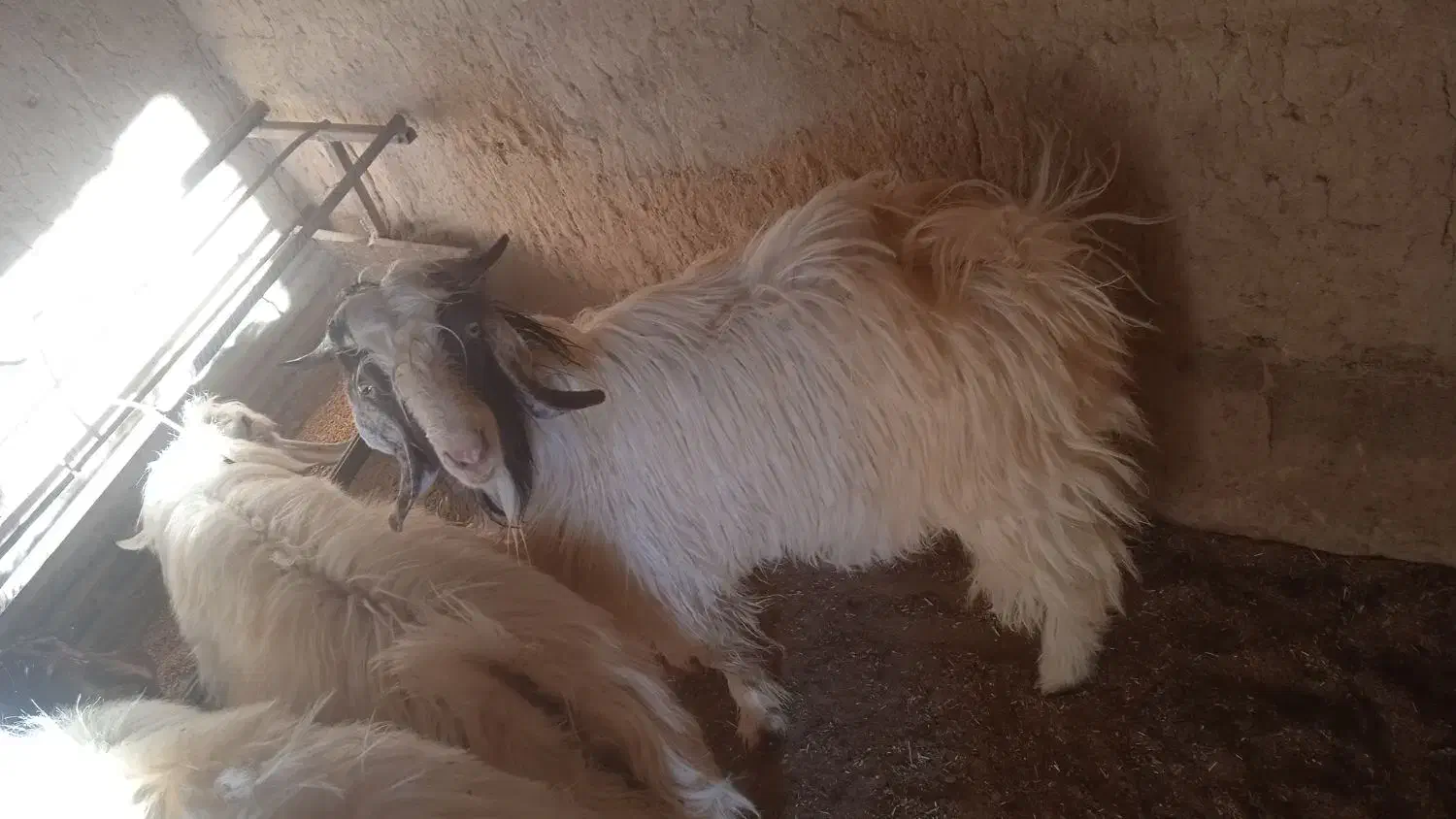 بزقاله چاق فروشی|حیوانات مزرعه|قائن, |دیوار