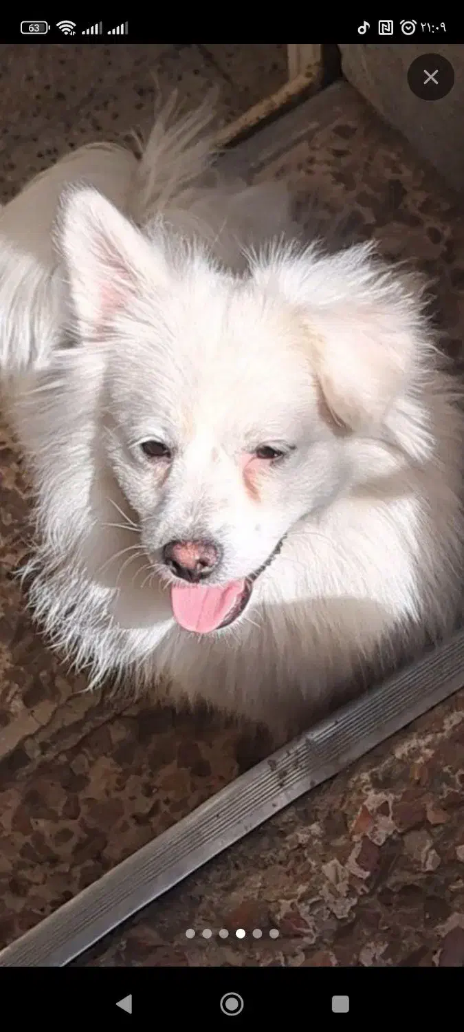 سگ پامر ماده|سگ|سبزوار, باهنر|دیوار