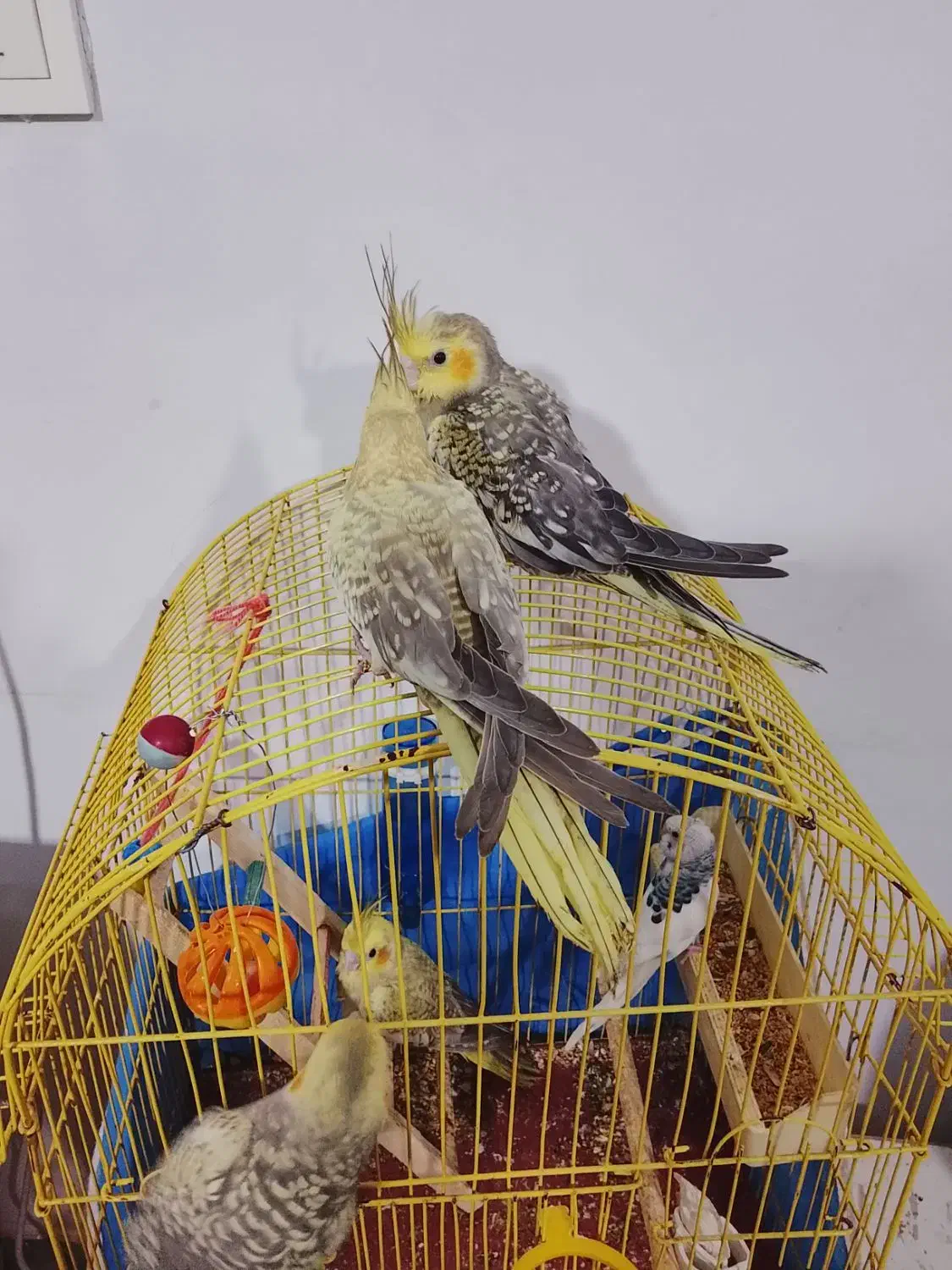 عروس هلندی|پرنده|محمدشهر, محمدشهر|دیوار