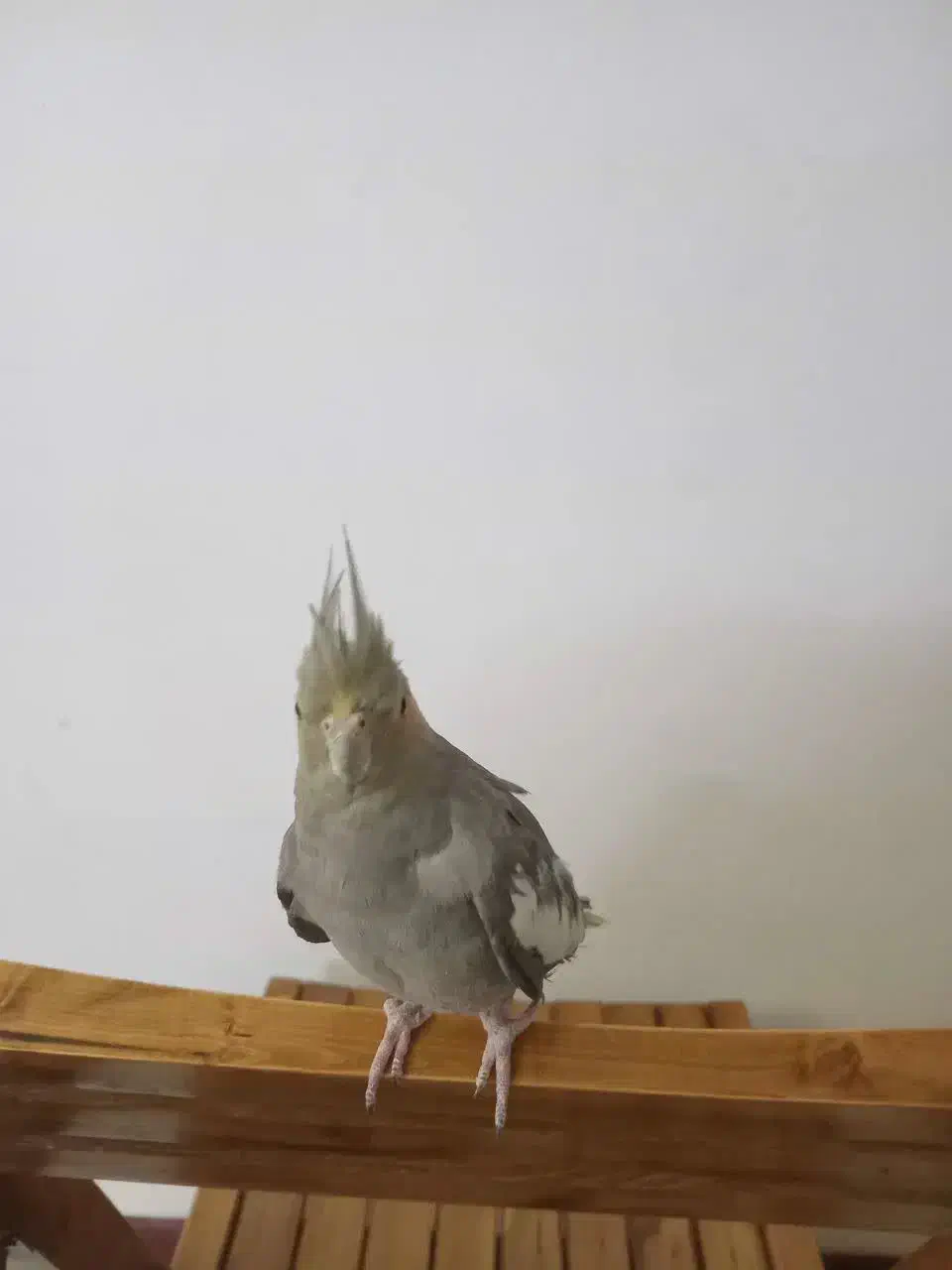 عروس هلندی سالم رودهن مهرآباد|پرنده|رودهن, |دیوار