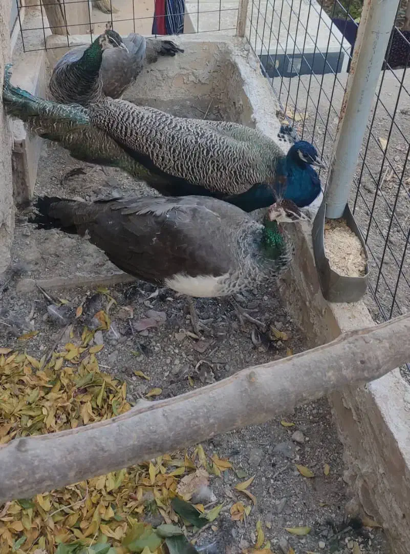 طاووس بالغ|پرنده|برزک, |دیوار