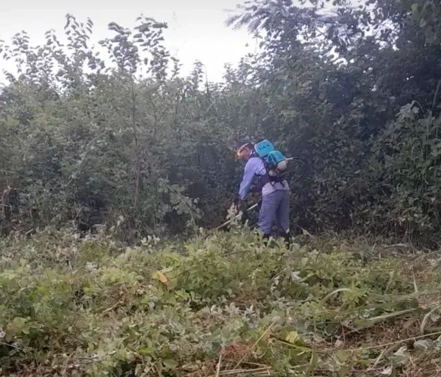 انجام چمن زنی حیاط|خدمات باغبانی و درختکاری|سنگر, |دیوار