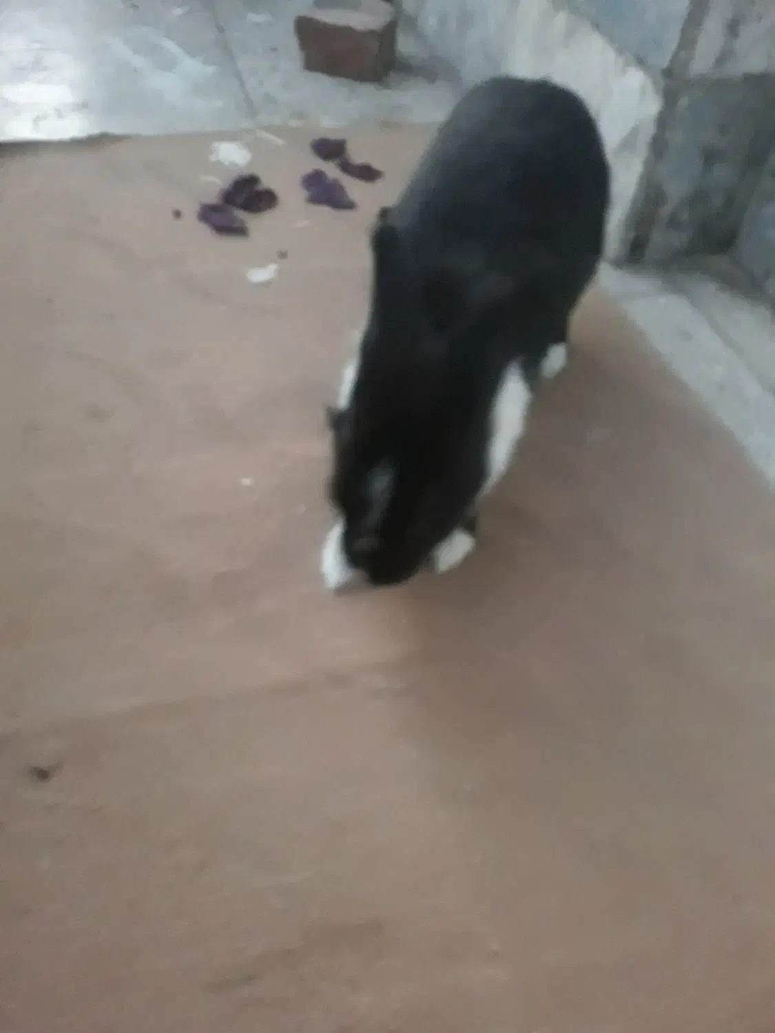 خرگوش احلی ماده|موش و خرگوش|بیرجند, |دیوار