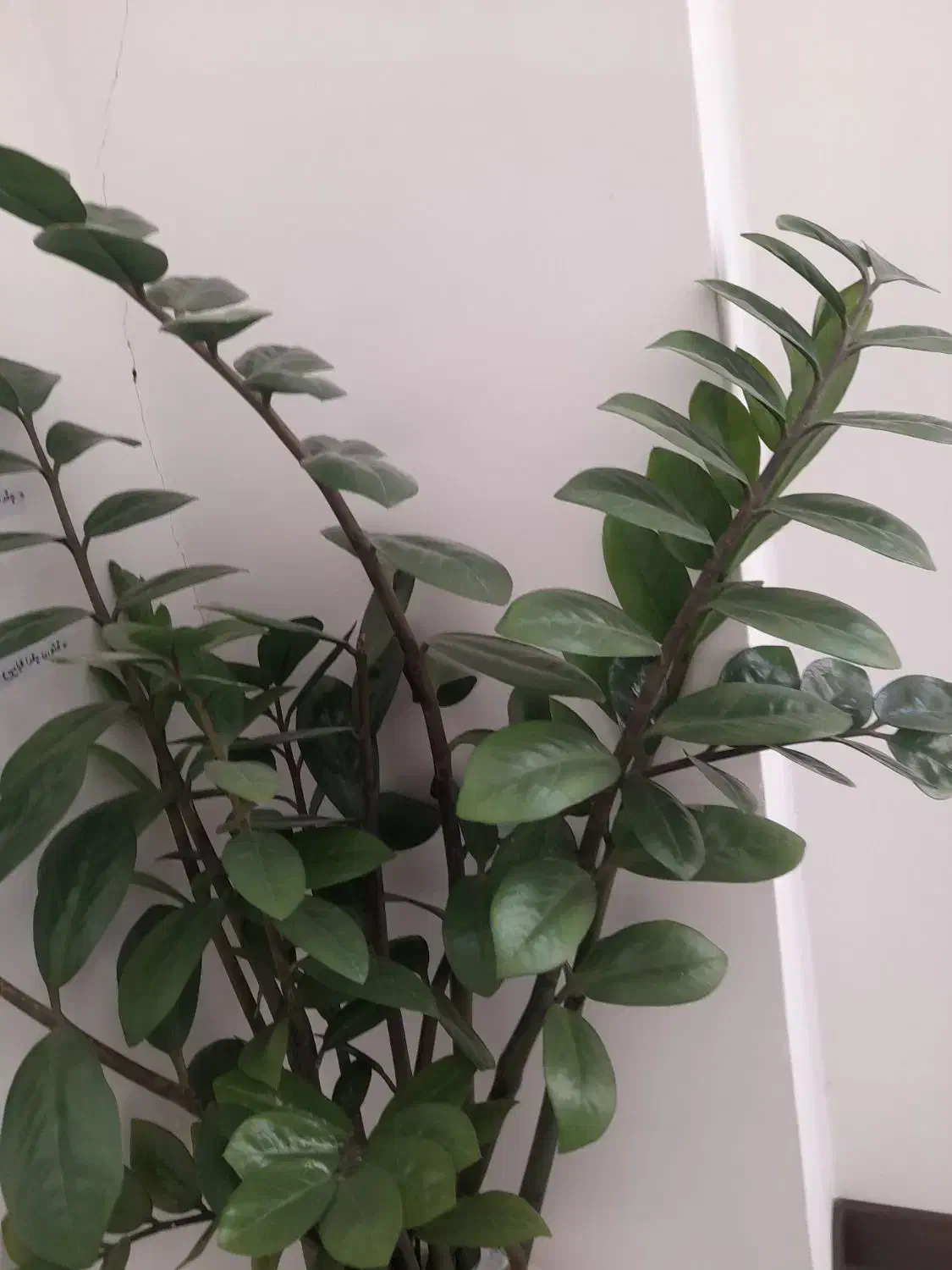 گل طبیعی زامفولیا|گل و گیاه طبیعی|شیروان (خراسان), |دیوار