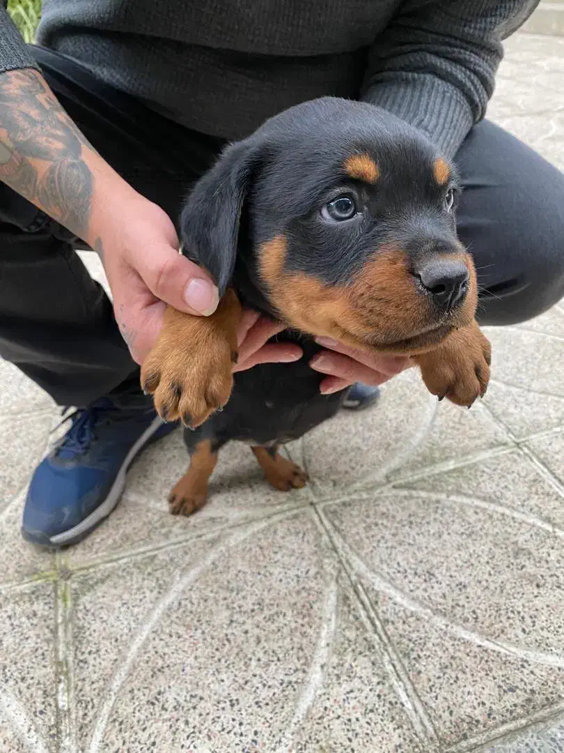 واگذاری سگ روتوایلر|سگ|آستارا, |دیوار