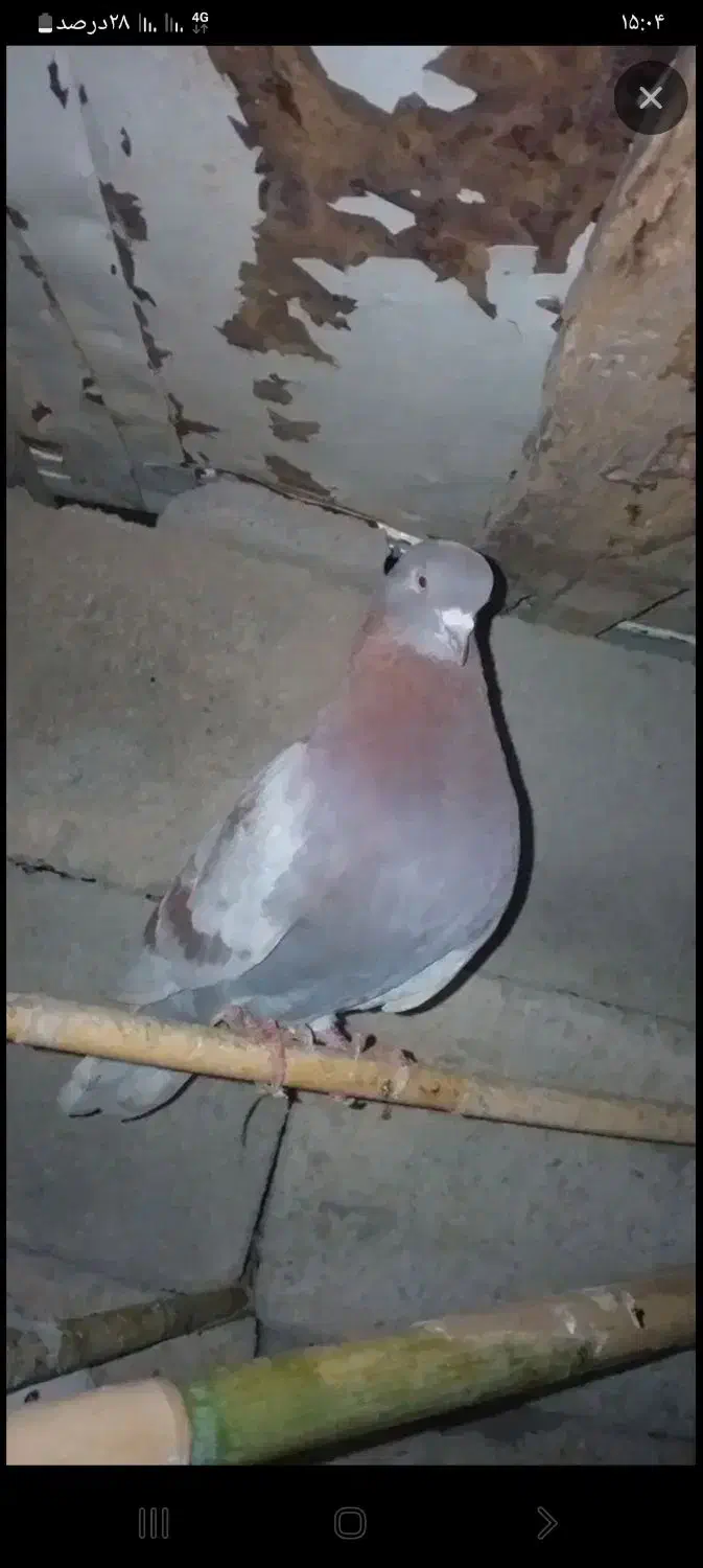 دوستان میخواهی بیا|خوردنی و آشامیدنی|انبارآلوم, |دیوار