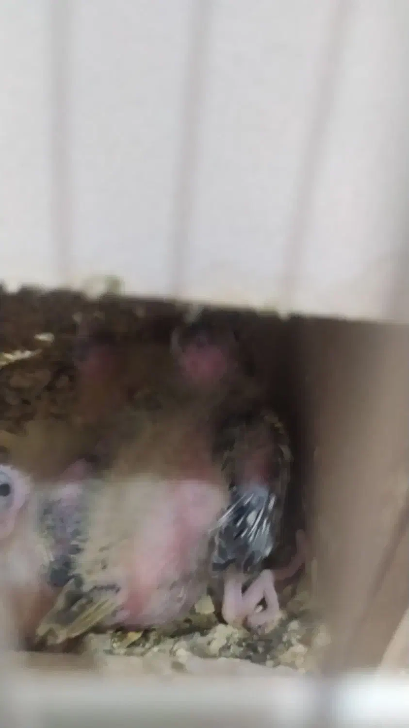 عروس هلندی|پرنده|سوسنگرد, |دیوار