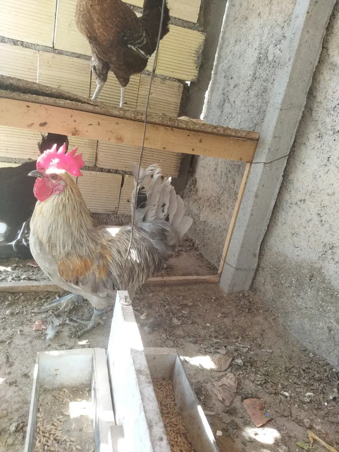 خروس پاکر خاکستری|حیوانات مزرعه|اهرم, |دیوار