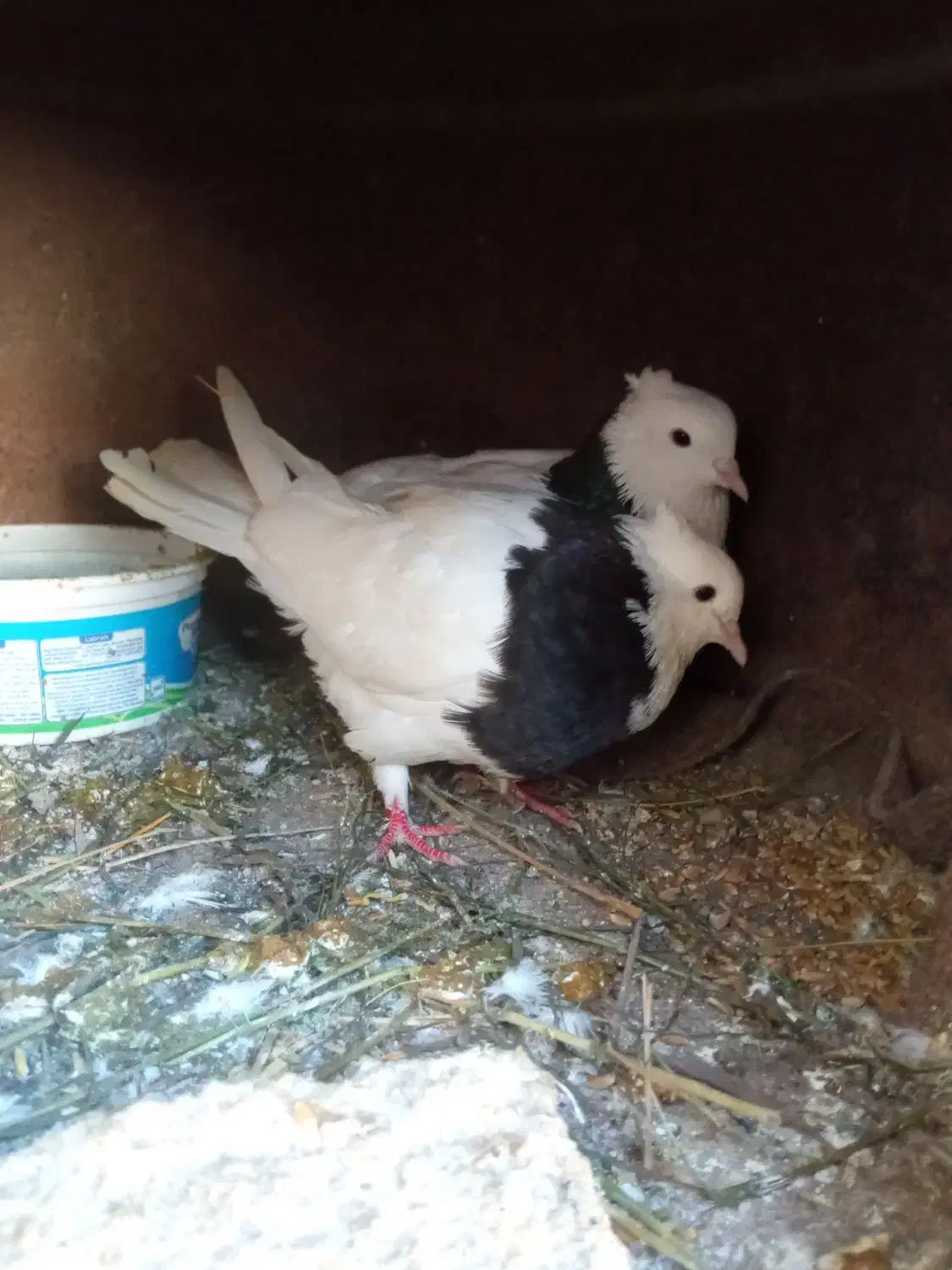 کفتر طوقی دم تخم|پرنده|گرگان, |دیوار