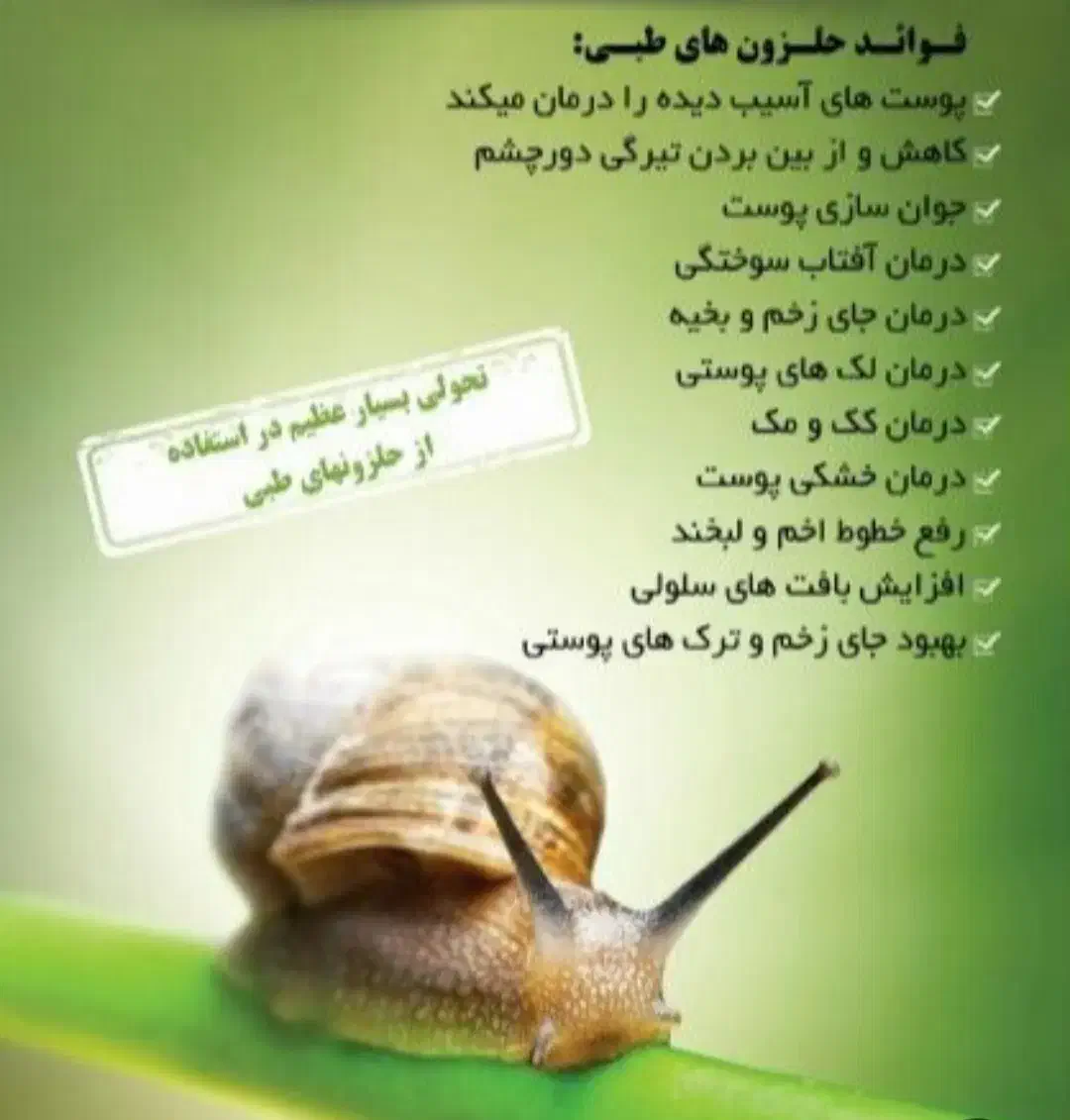 حلزون تراپی|خزنده|مشهد, جاهد شهر|دیوار