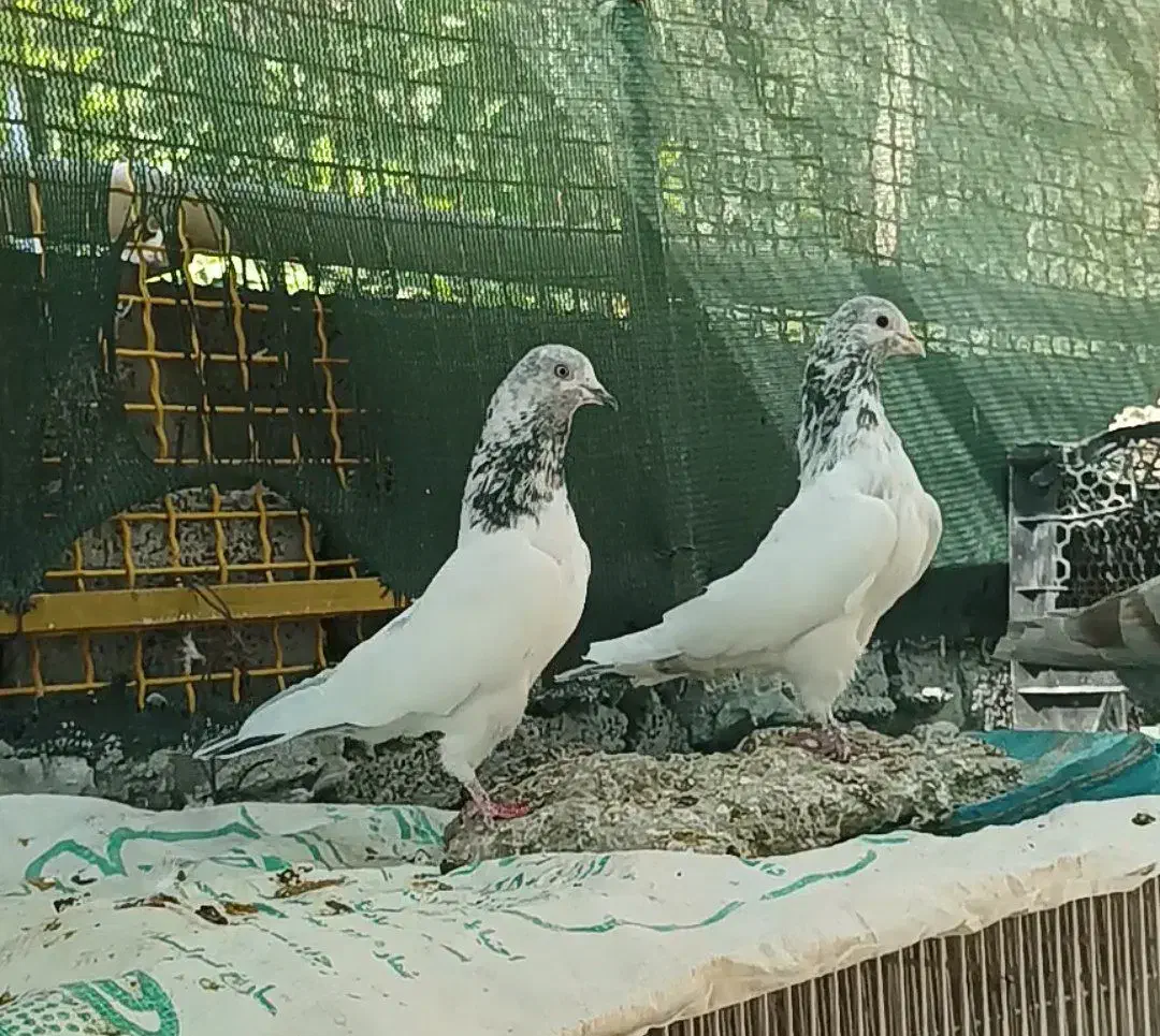 کبوتر گلدن کماندو|پرنده|ارزوئیه, |دیوار