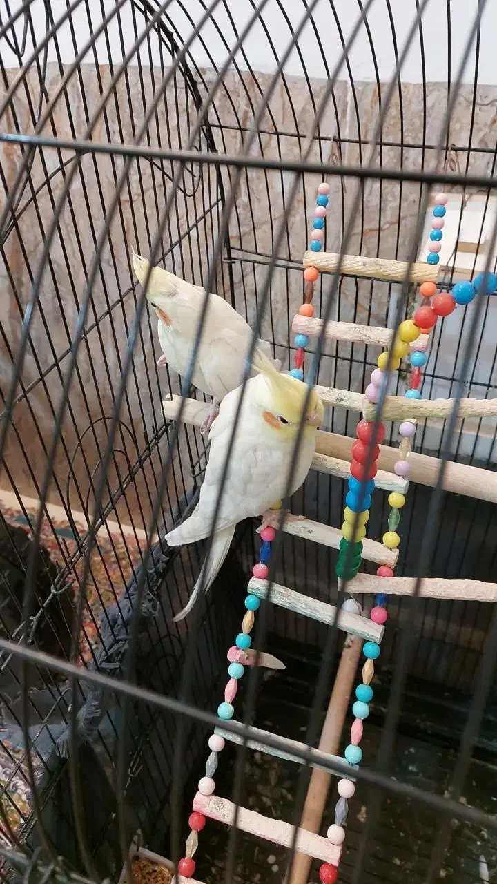 عروس هلندی|پرنده|کبودرآهنگ, |دیوار