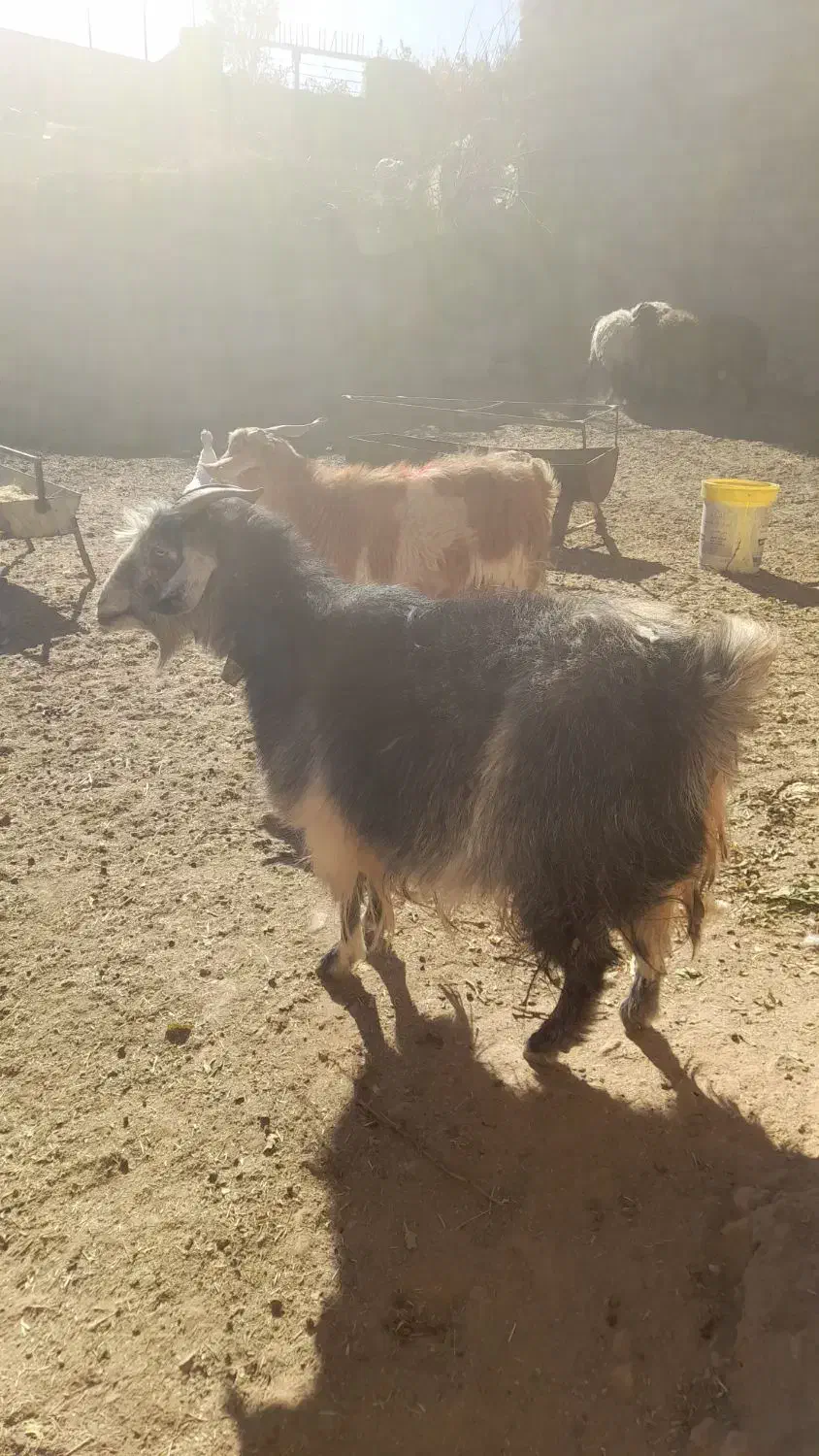 بز ابست فروشی|حیوانات مزرعه|نیمبلوک, |دیوار