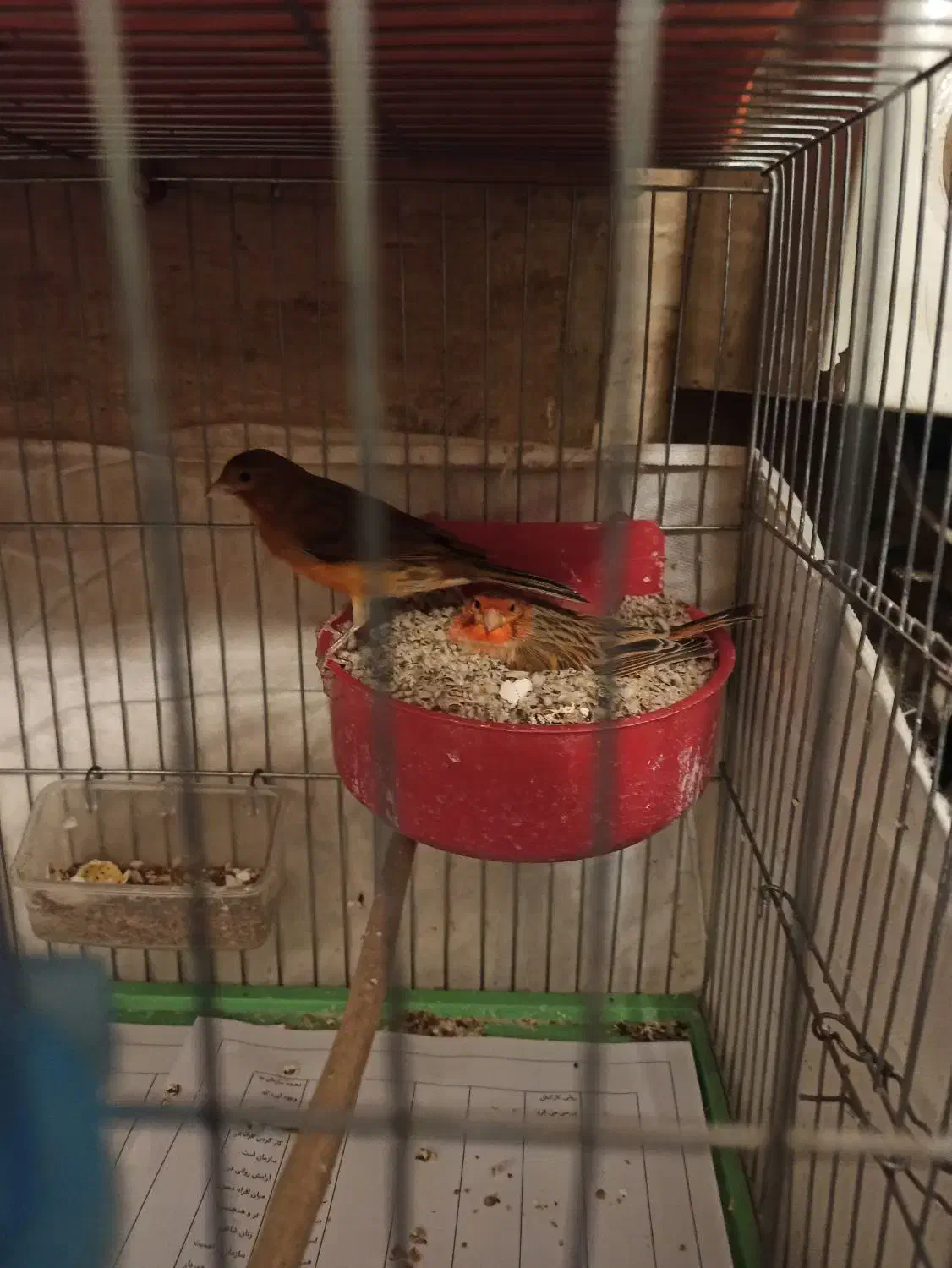 قناری مولد|پرنده|تهران, استخر|دیوار