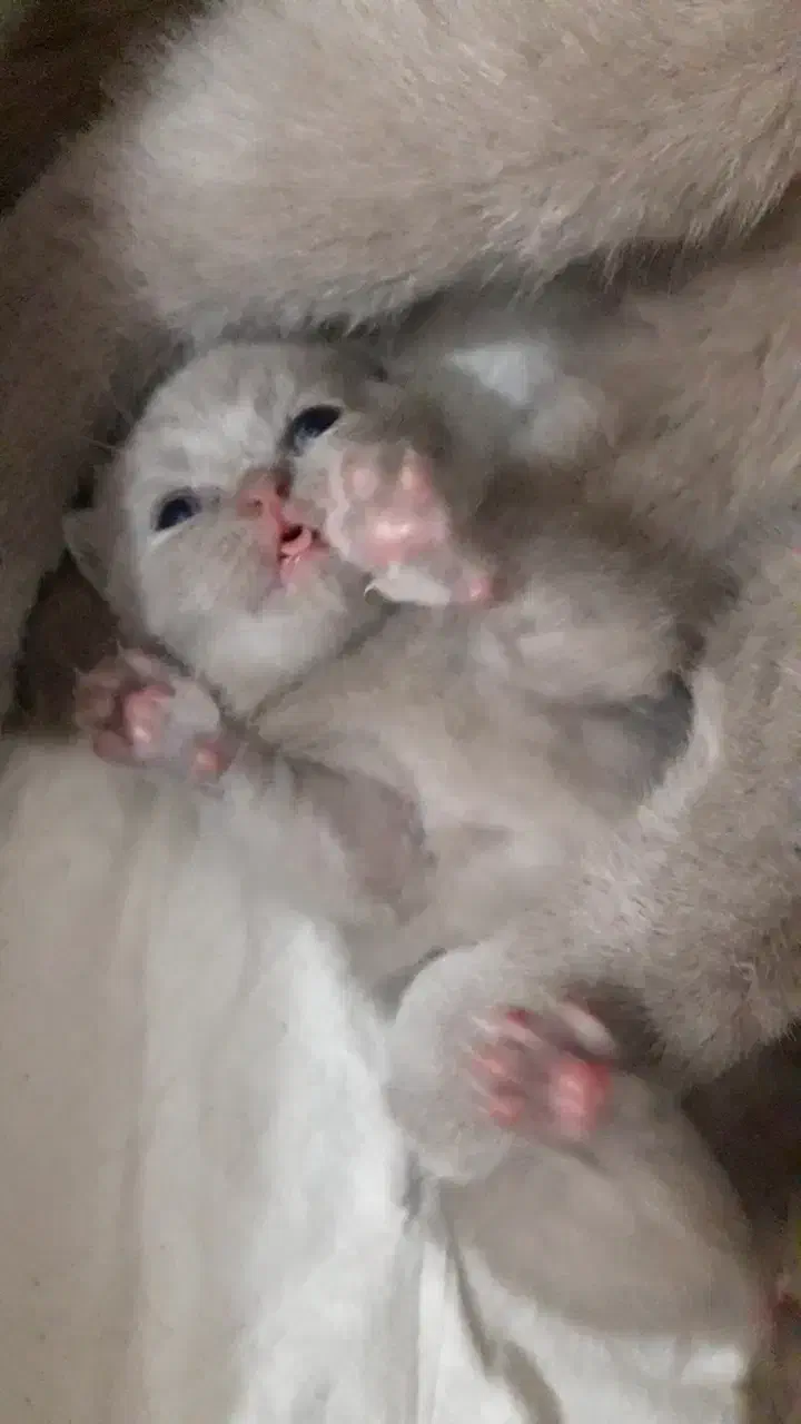 اسکاتیش لیلاک .. واگذاری غیر رایگان|گربه|گرگان, |دیوار