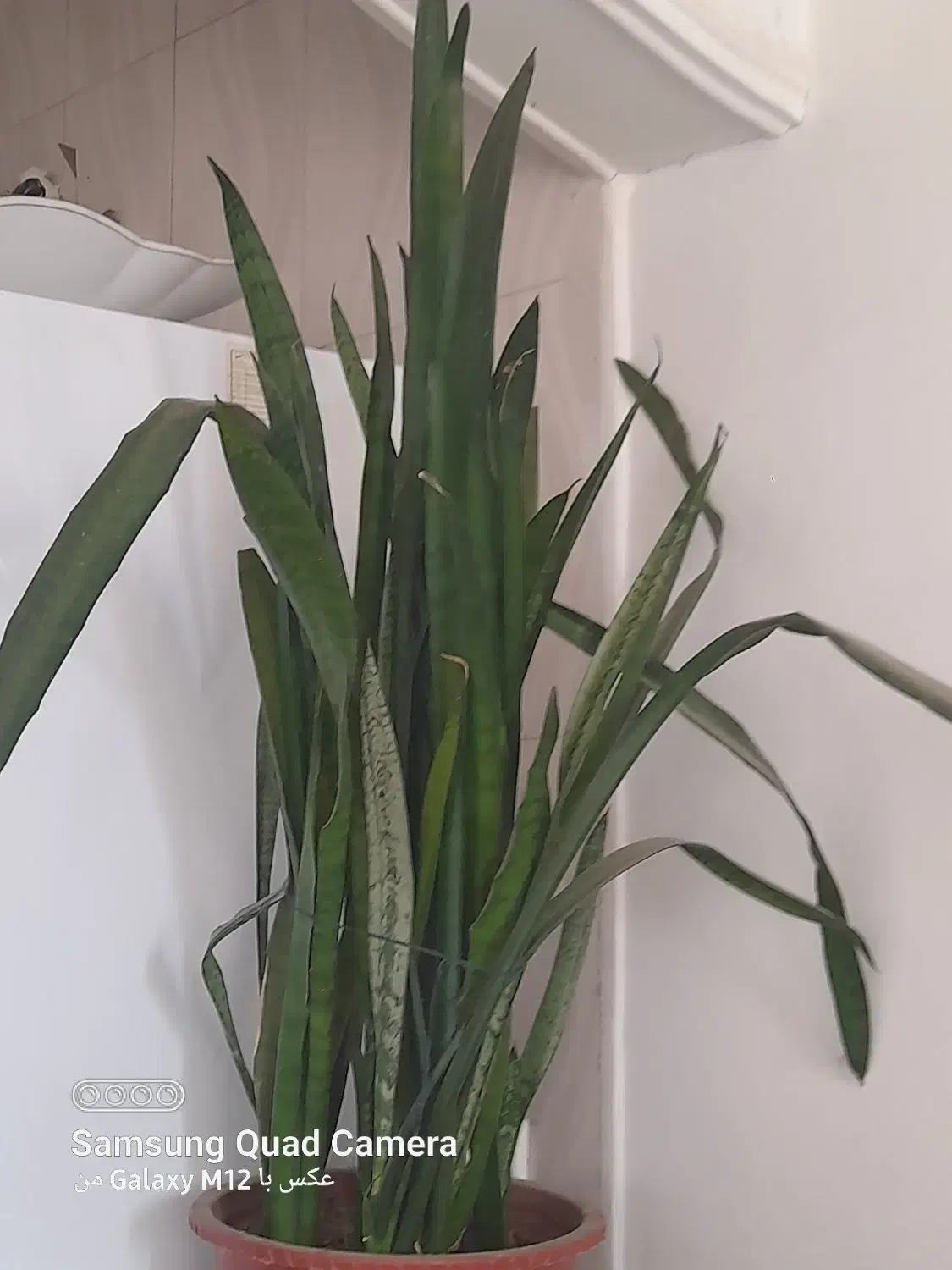 سلام|گل و گیاه طبیعی|اشترینان, |دیوار